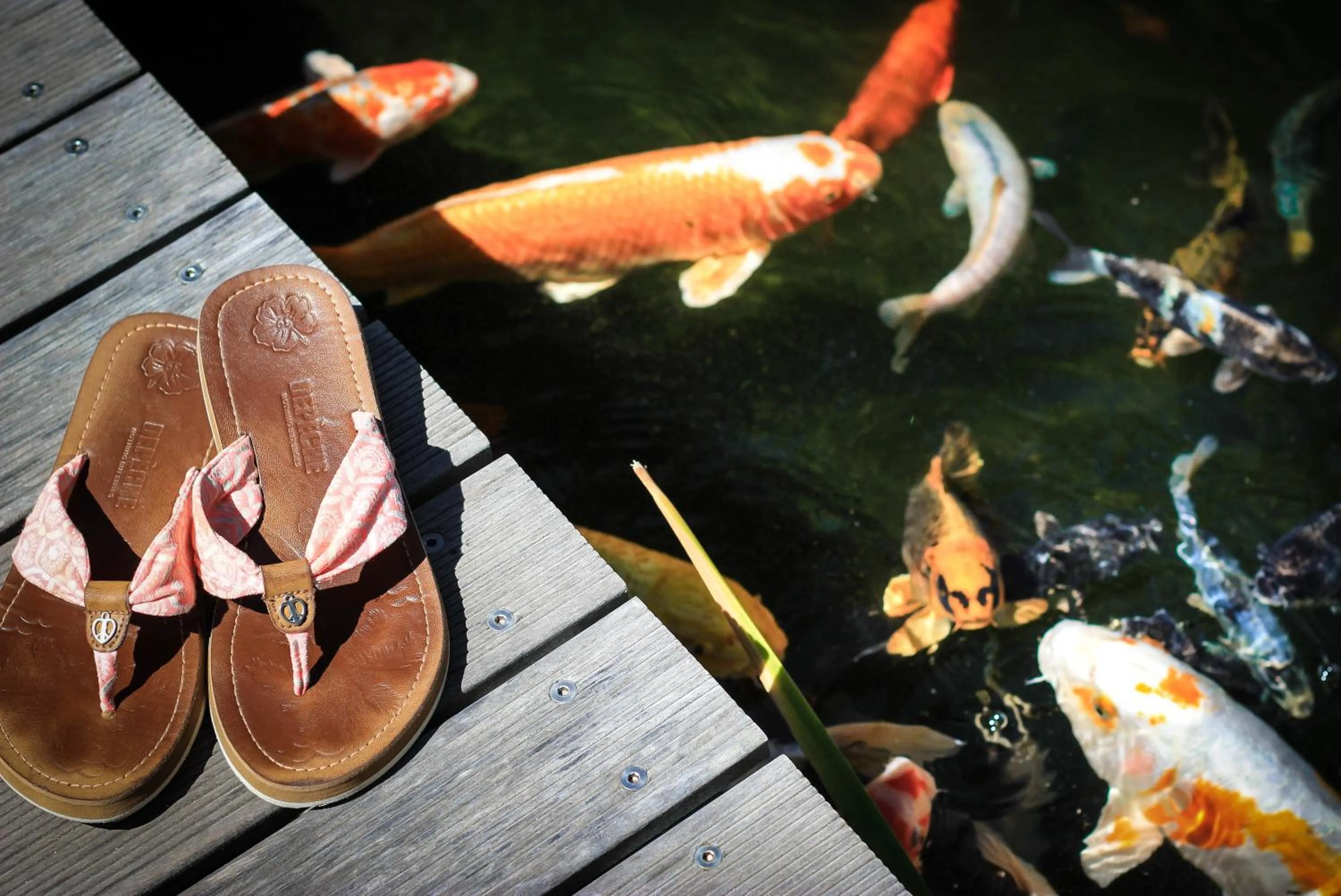 Garden in Ocean View House
