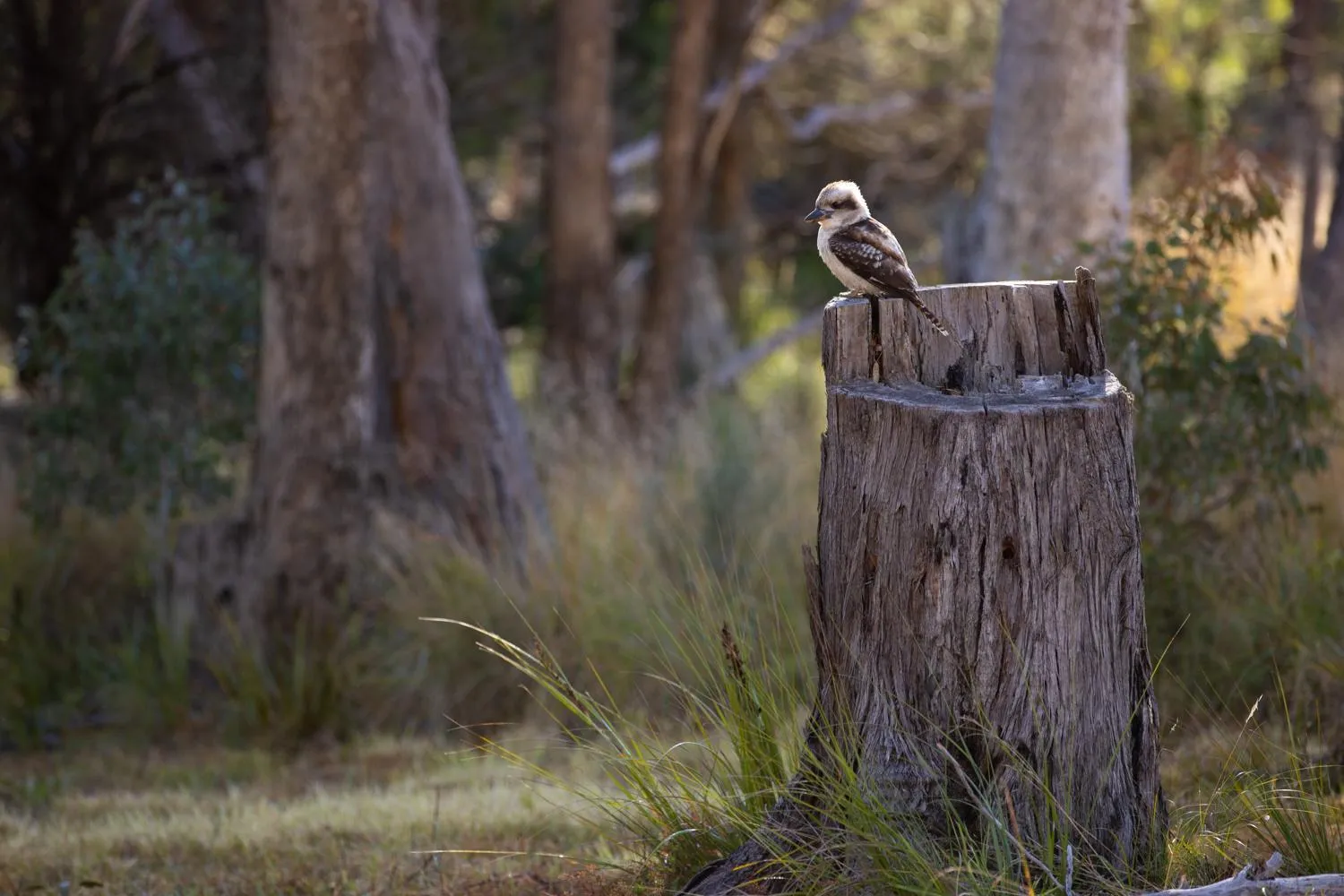 Natural landscape in Girraween Country Inn