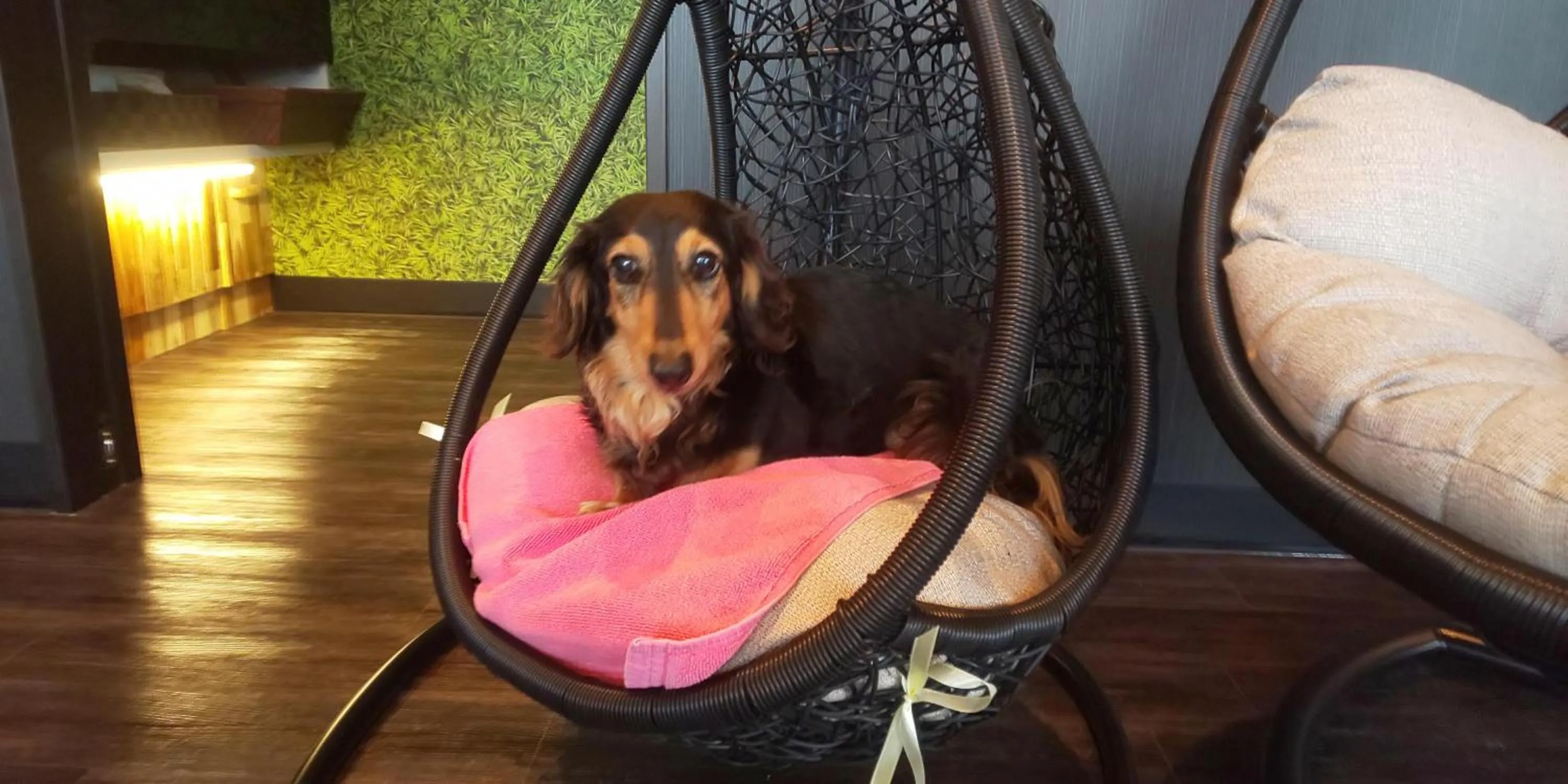 Hakone Gora Guam Dog