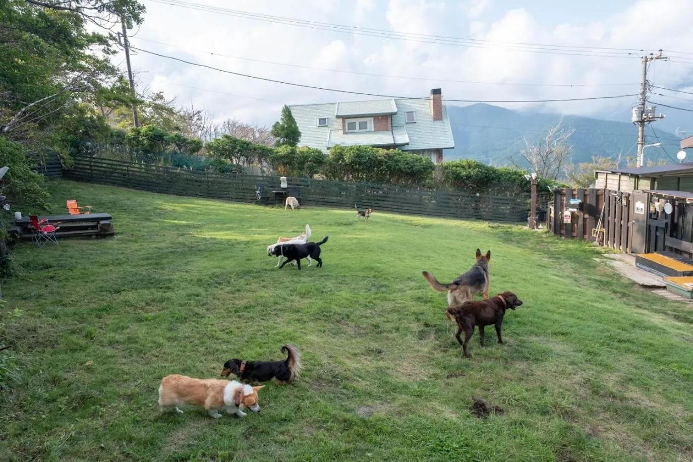 Hakone Gora Guam Dog