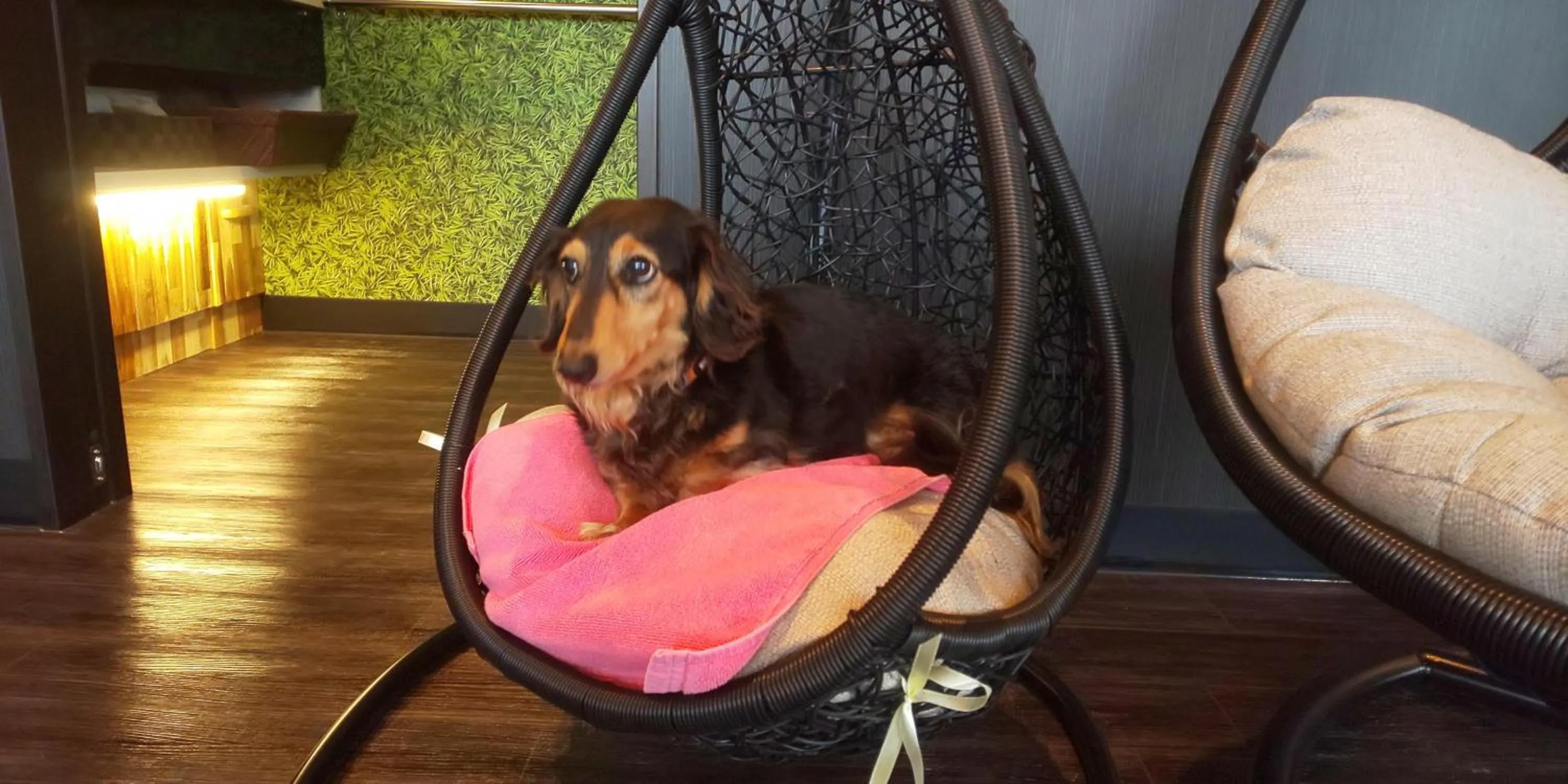 Hakone Gora Guam Dog