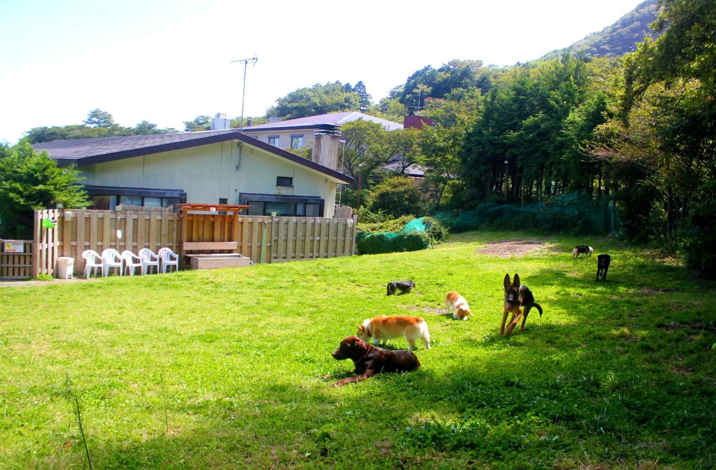 Hakone Gora Guam Dog