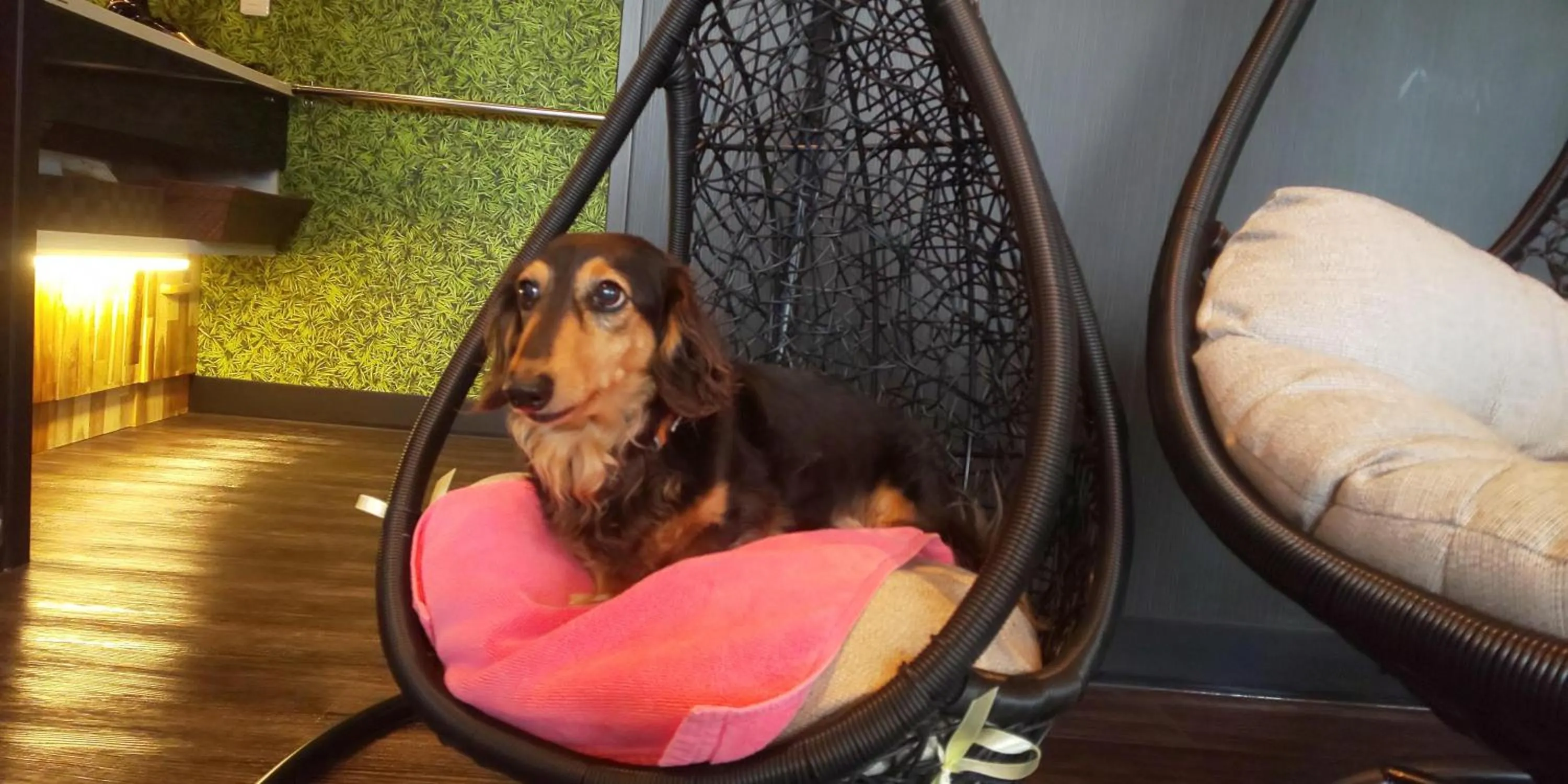 Hakone Gora Guam Dog