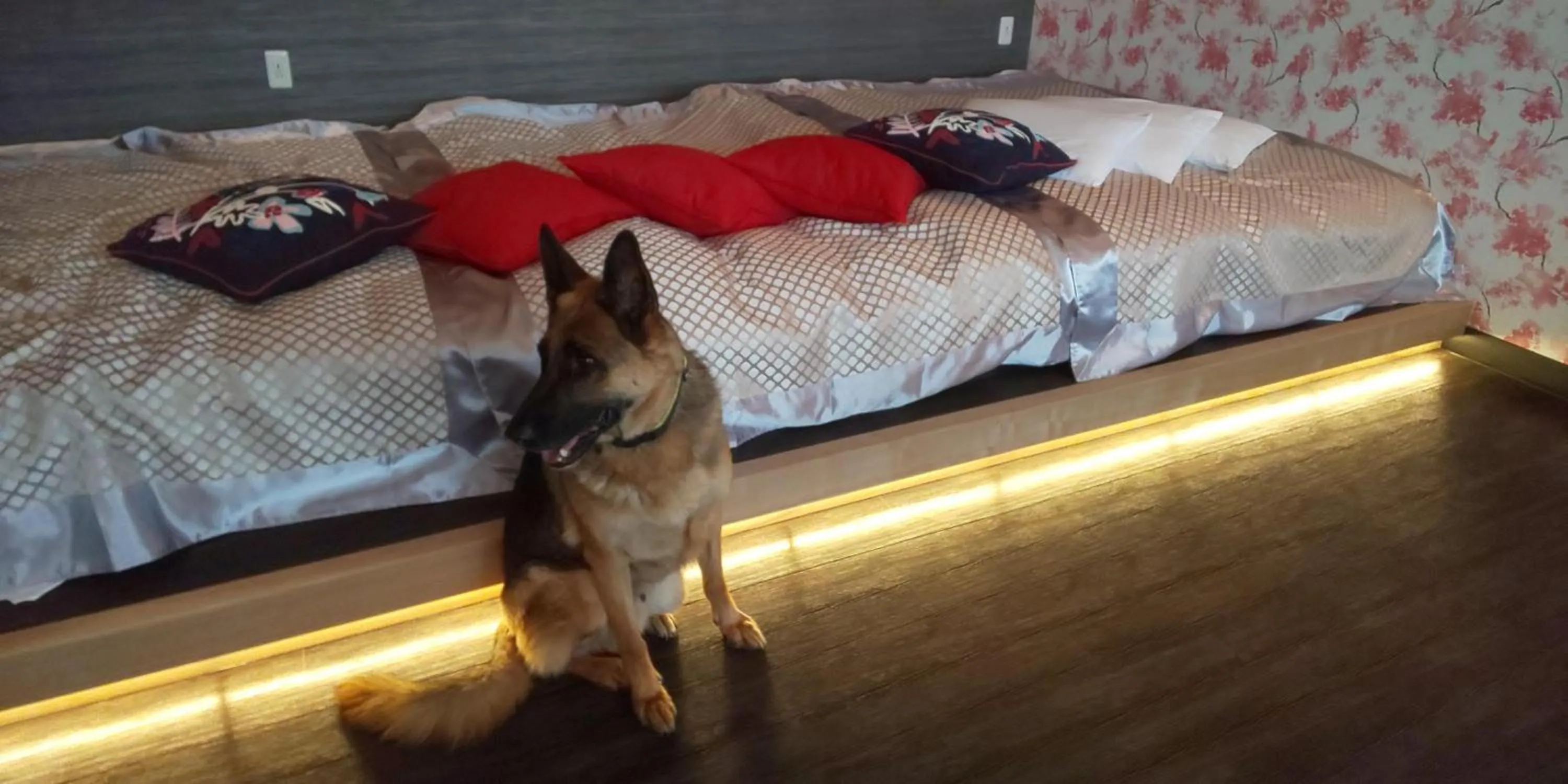 Hakone Gora Guam Dog