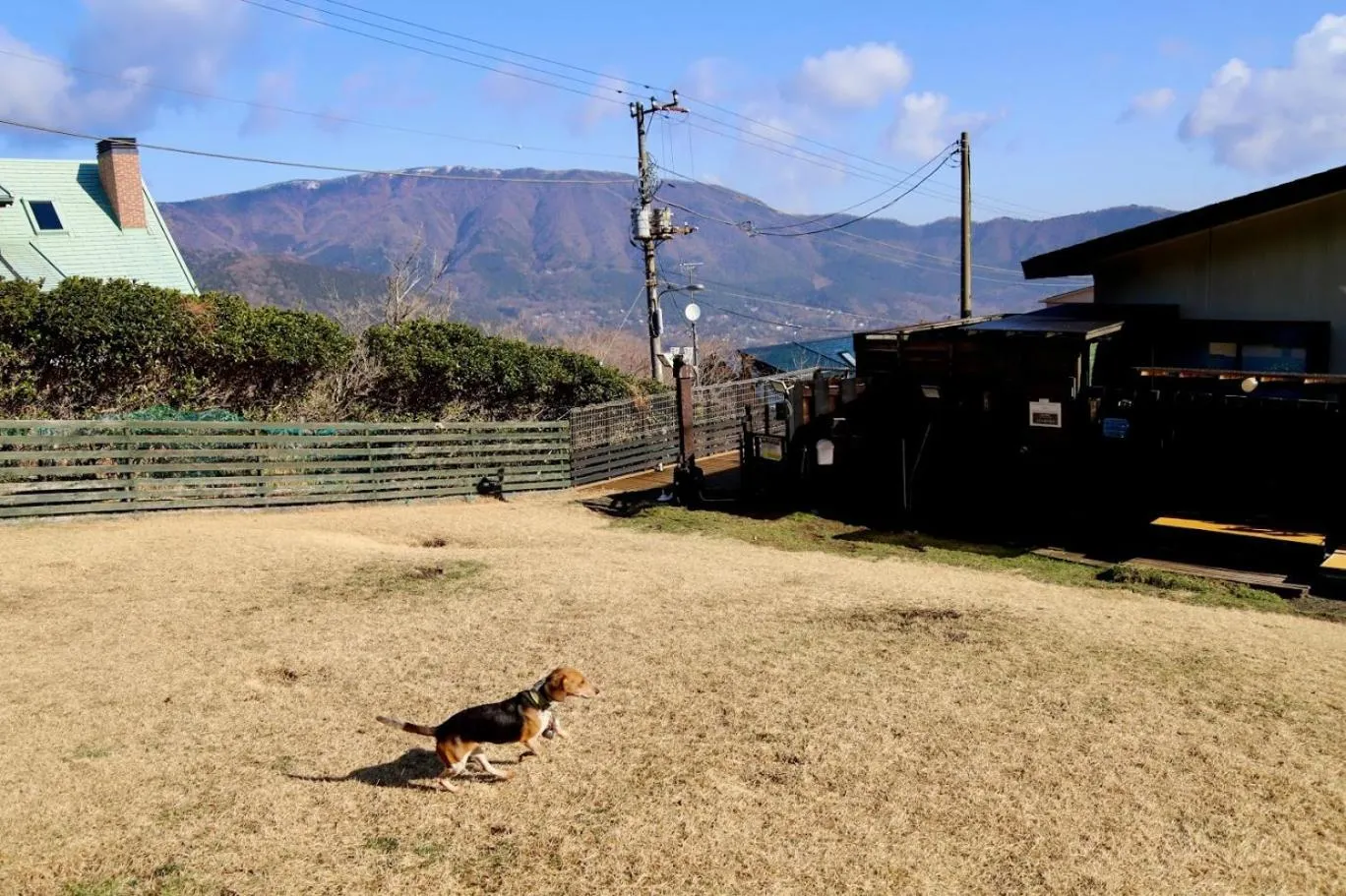 Hakone Gora Guam Dog