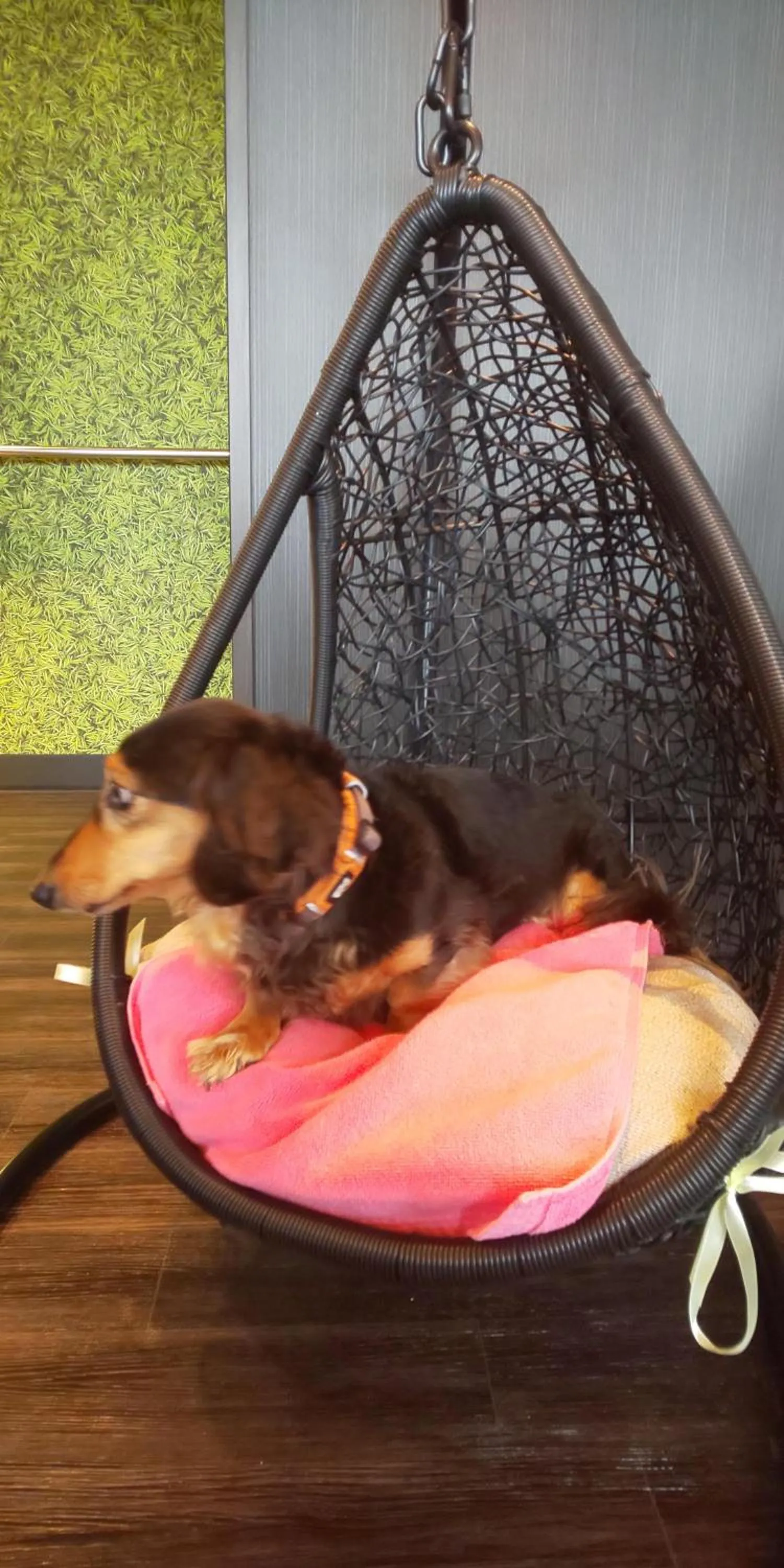 Hakone Gora Guam Dog