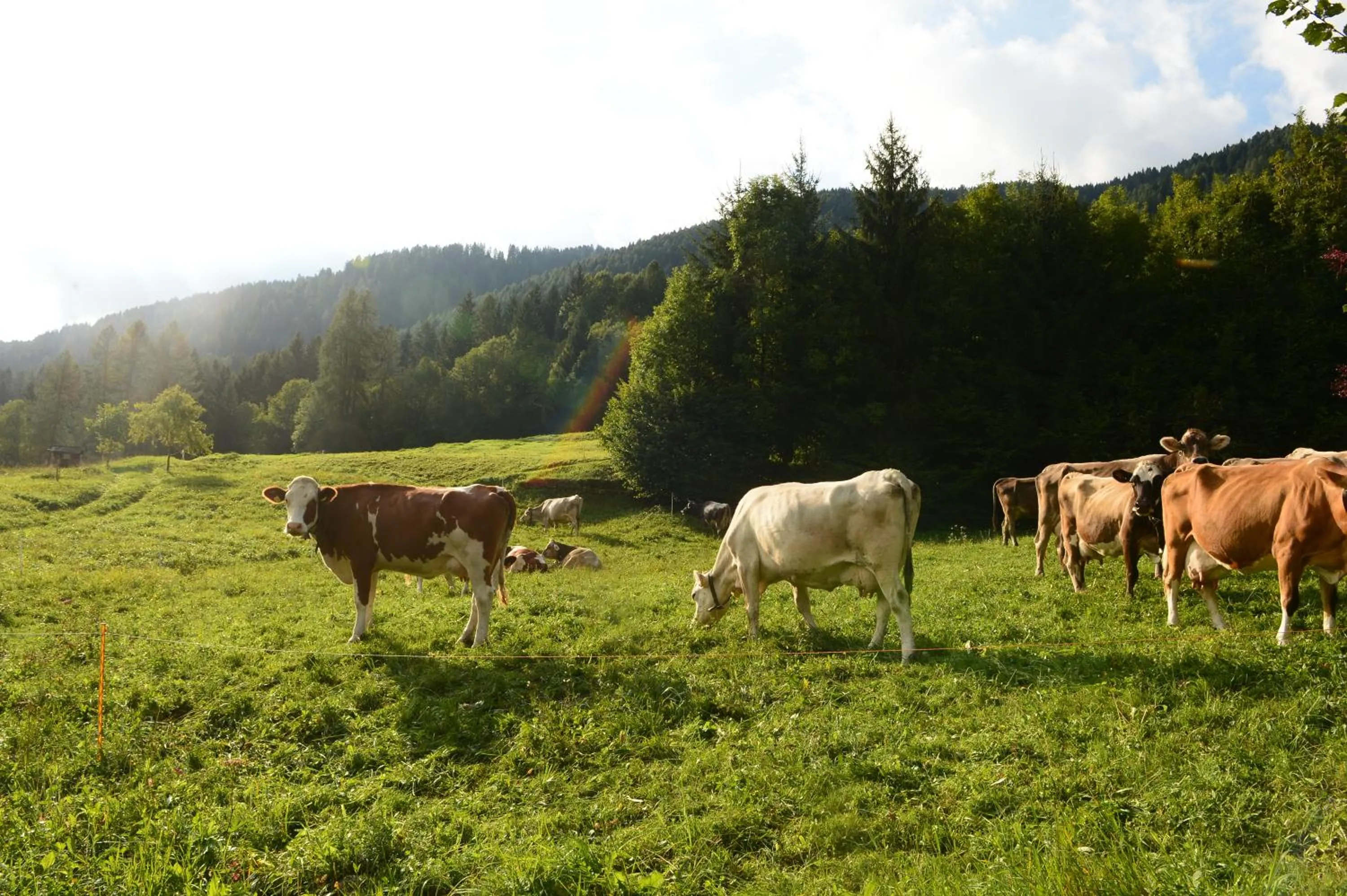 Animals in La Casa al Noce