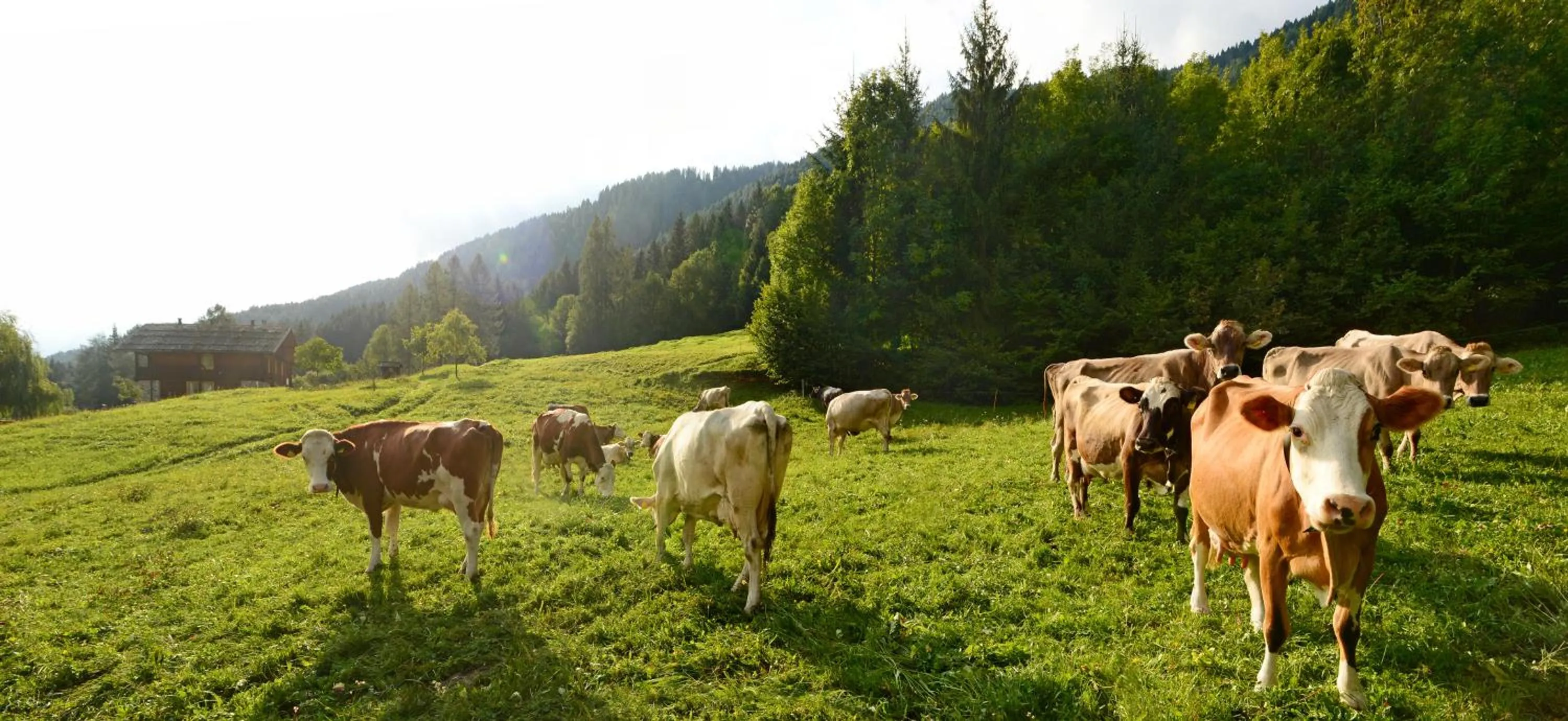 Animals in La Casa al Noce