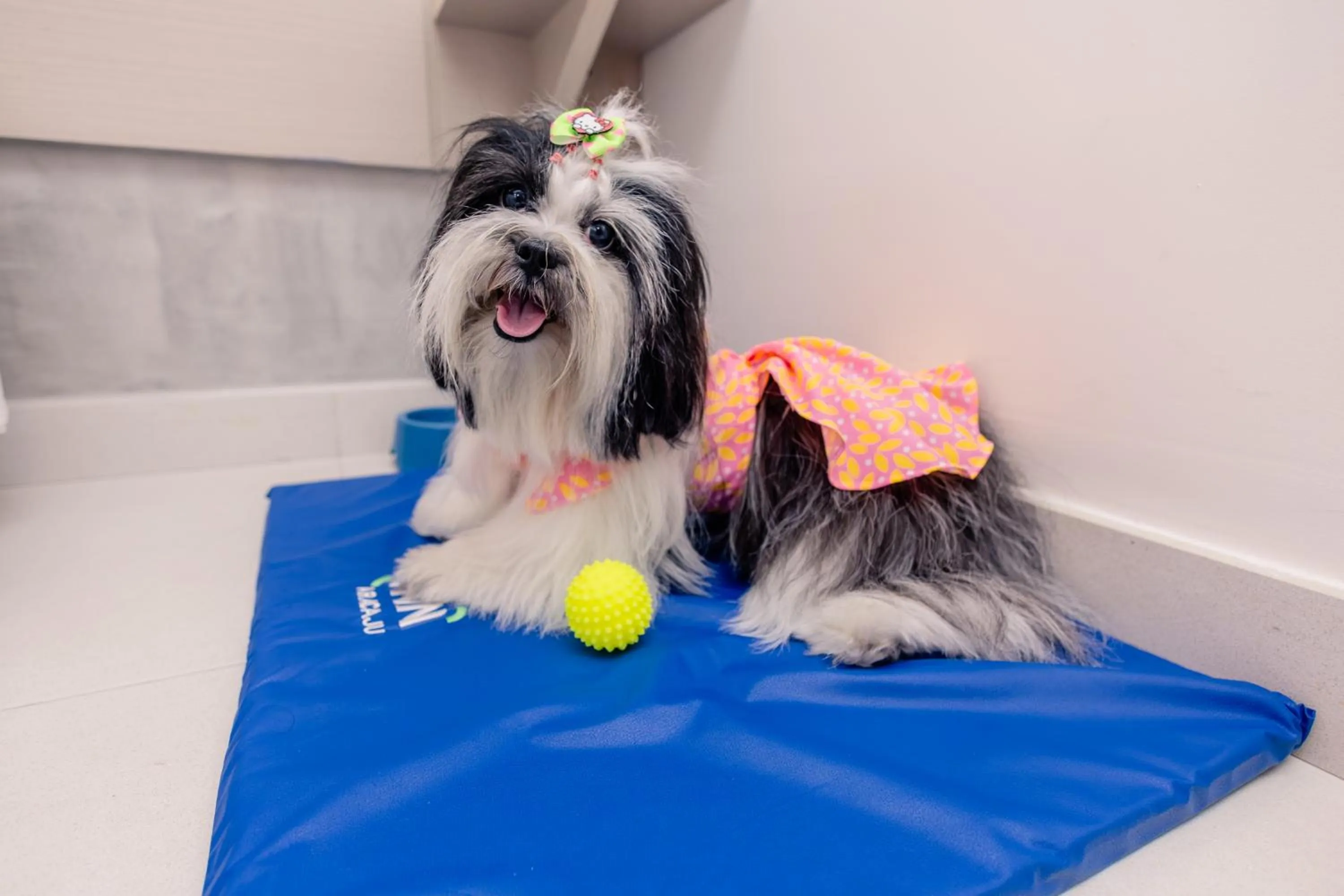 Pets in Go Inn Hotel Aracaju