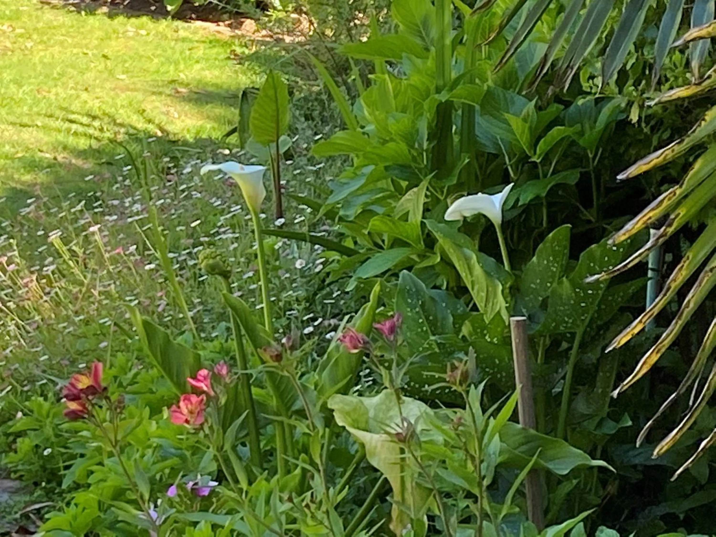 Garden view in Summit Place Guesthouse