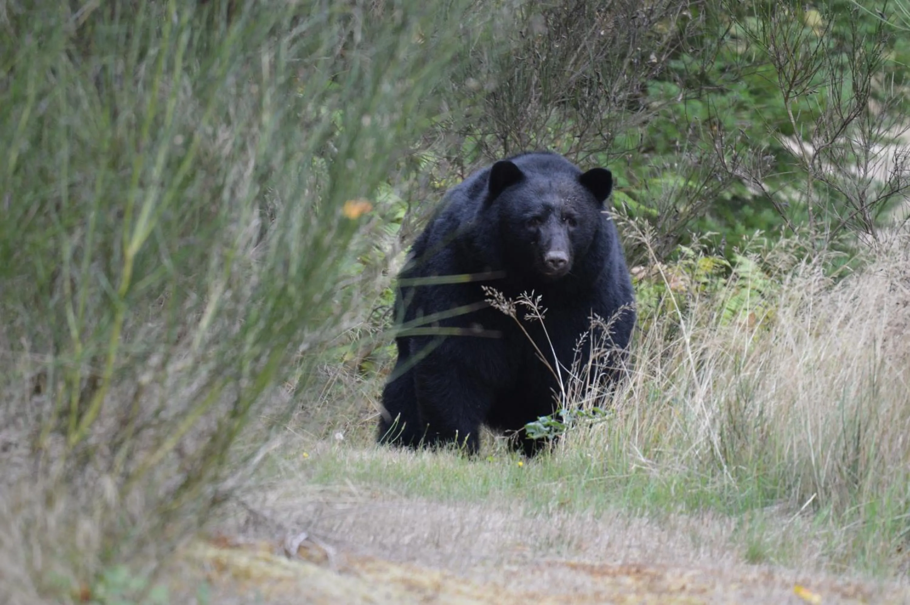 Beaver Hut Bed And Breakfast