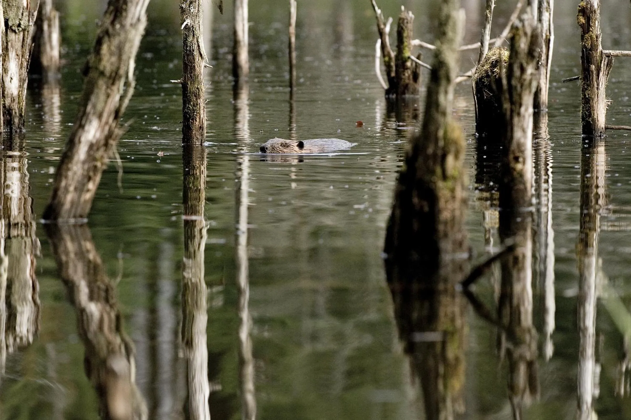 Beaver Hut Bed And Breakfast