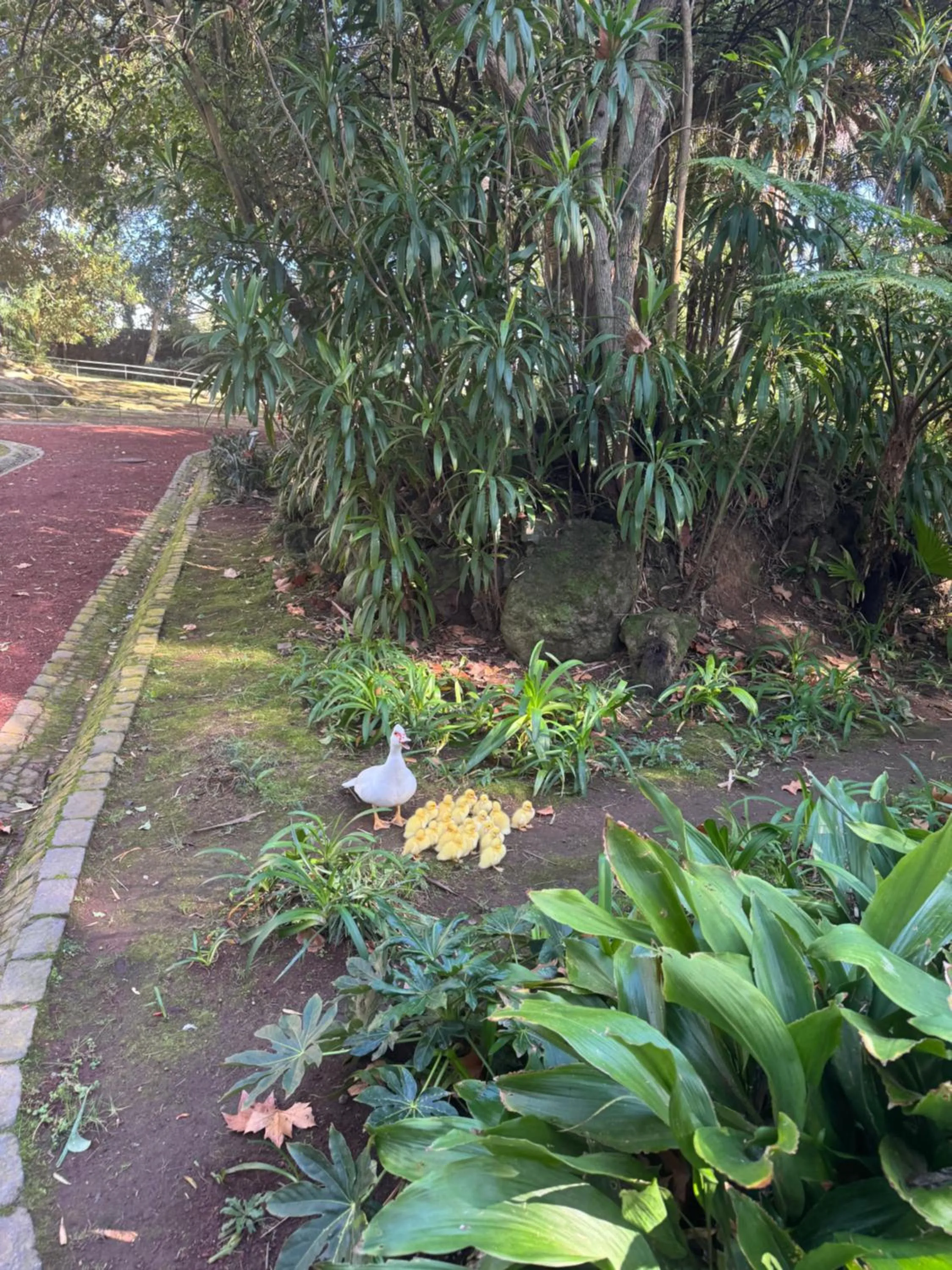 Garden Apartment, great for couple - Ponta Delgada