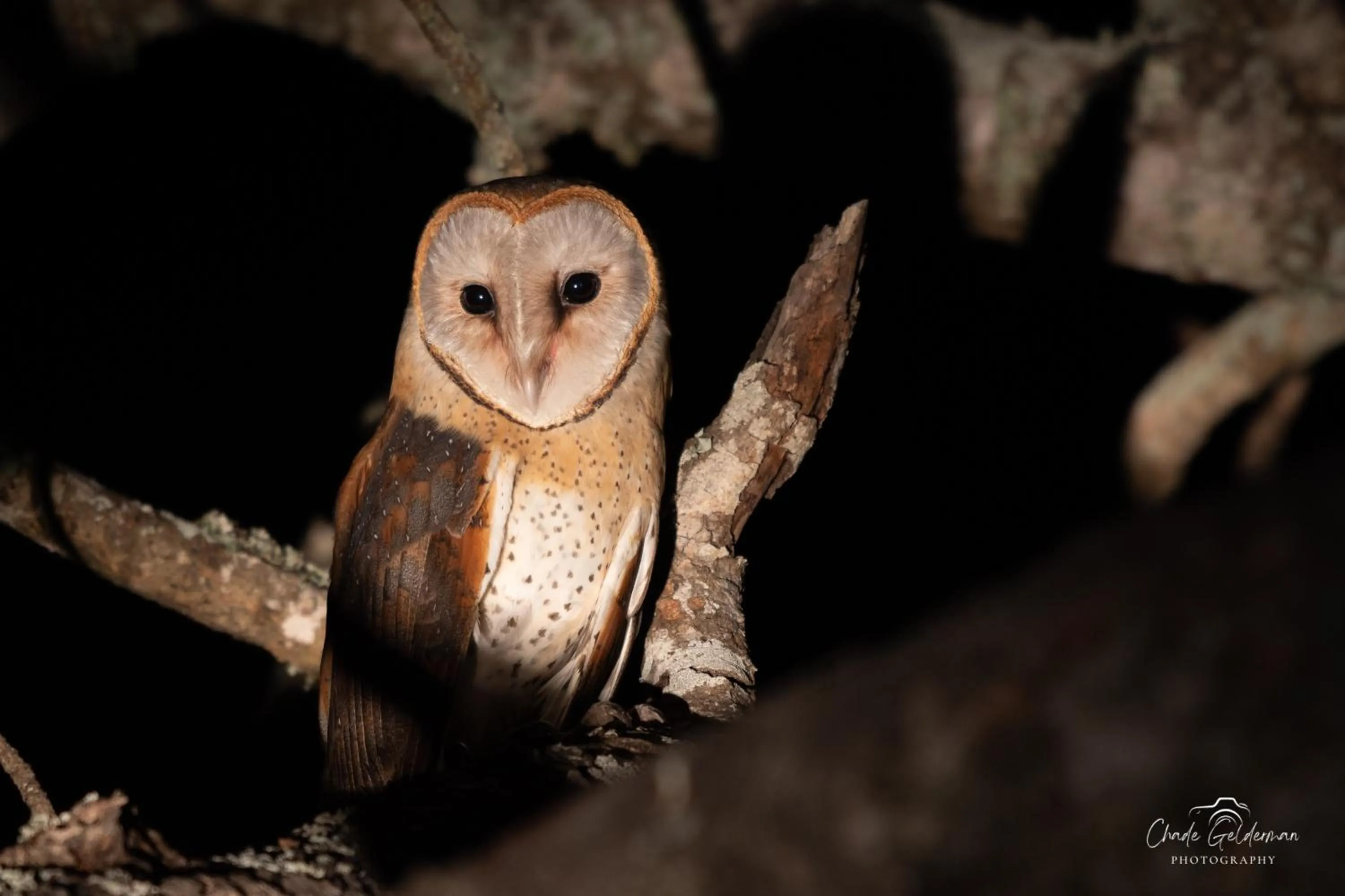 Animals in Mohlabetsi Safari Lodge