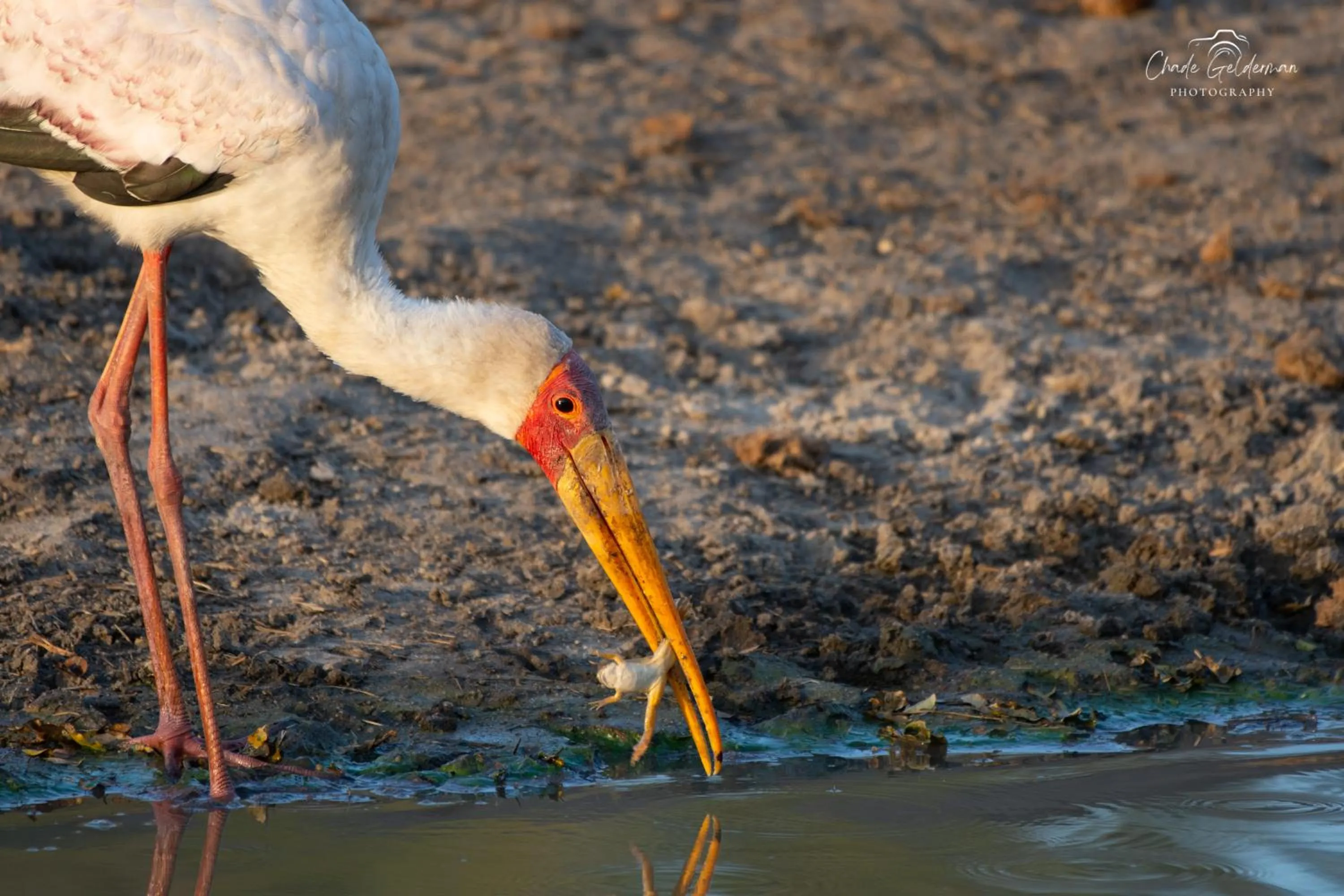 Animals in Mohlabetsi Safari Lodge
