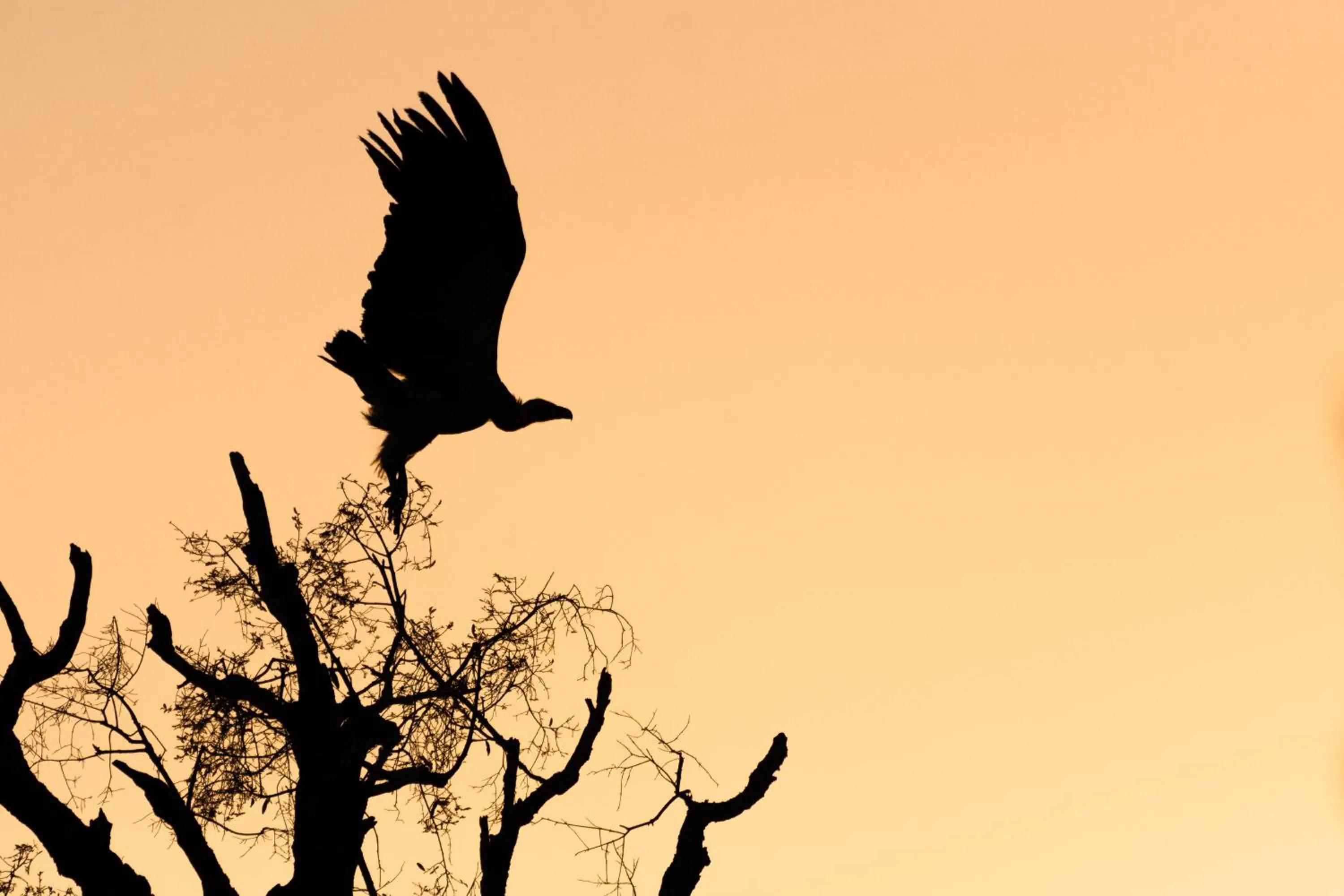 Animals in Mohlabetsi Safari Lodge
