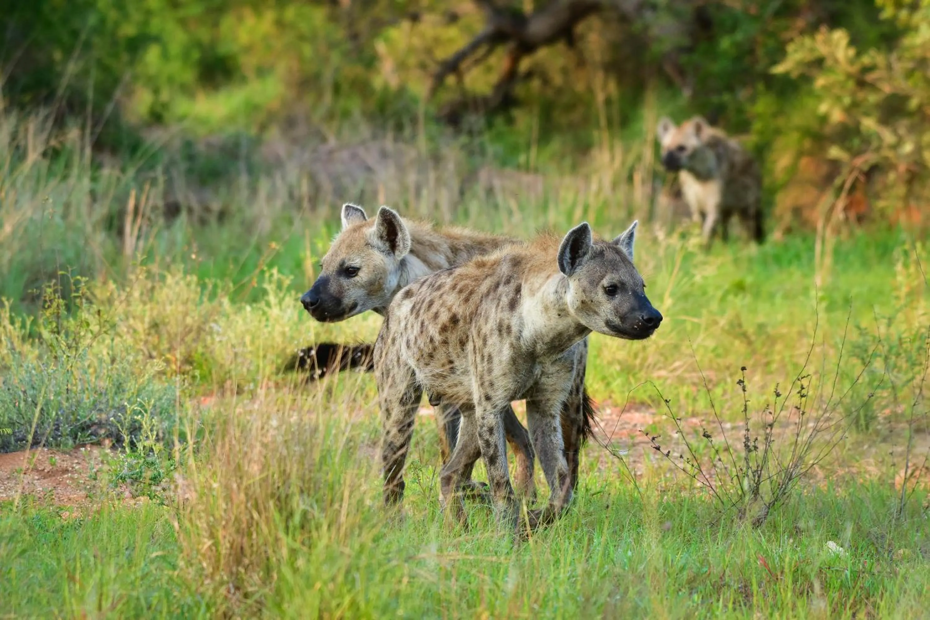 Natural landscape in Mohlabetsi Safari Lodge