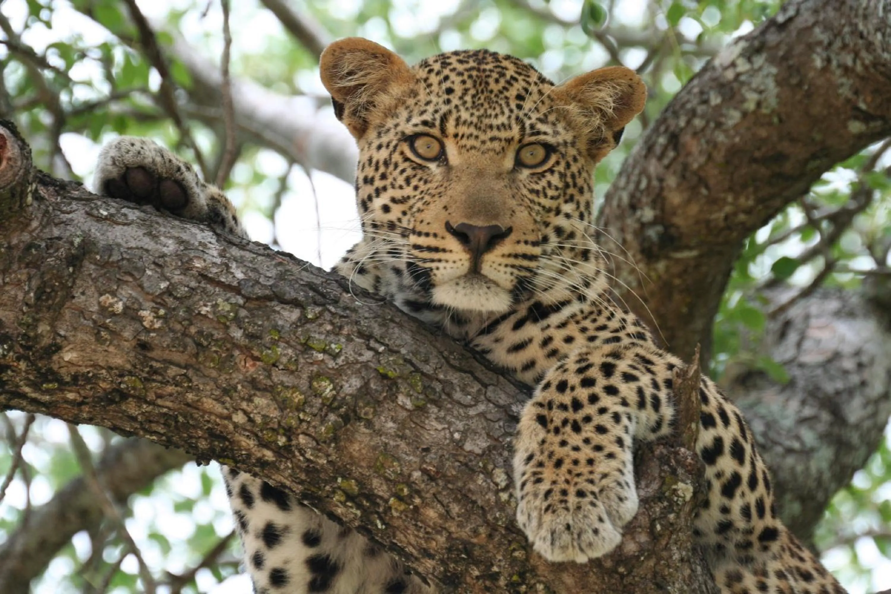 Natural landscape in Mohlabetsi Safari Lodge