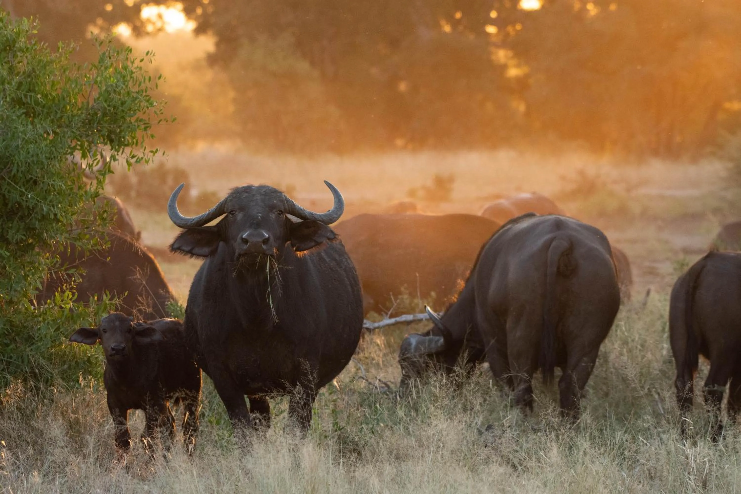 Animals in Mohlabetsi Safari Lodge