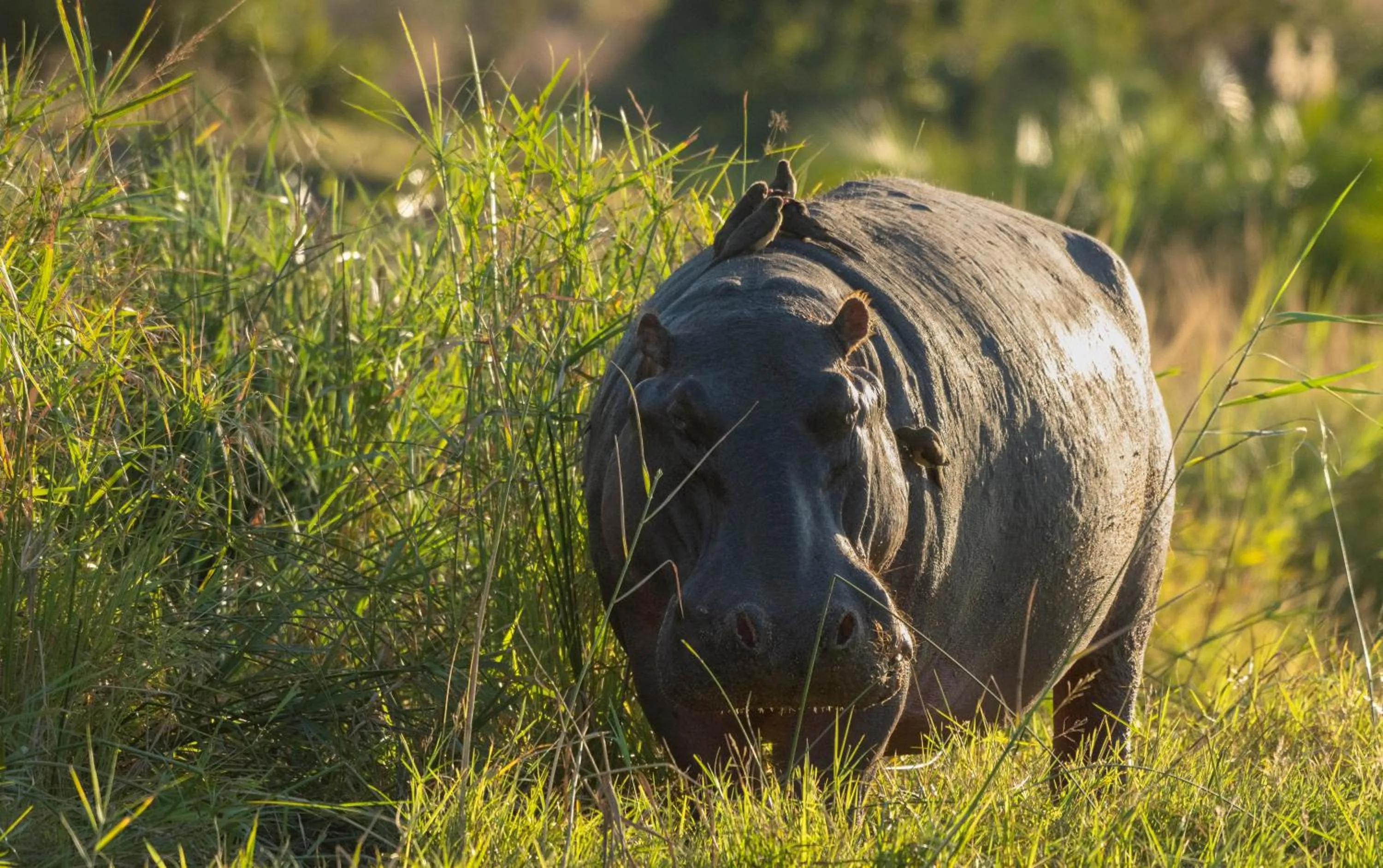 Natural landscape in Mohlabetsi Safari Lodge