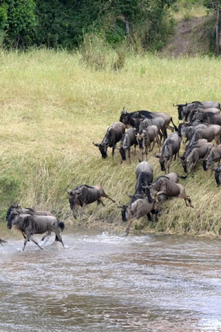 Animals in Simba House