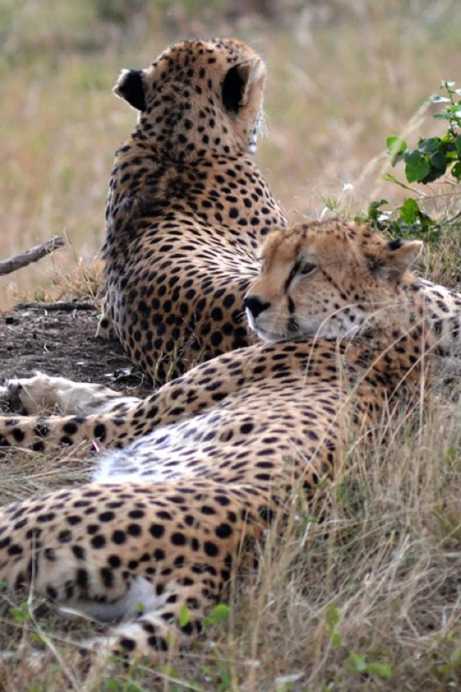 Animals in Simba House