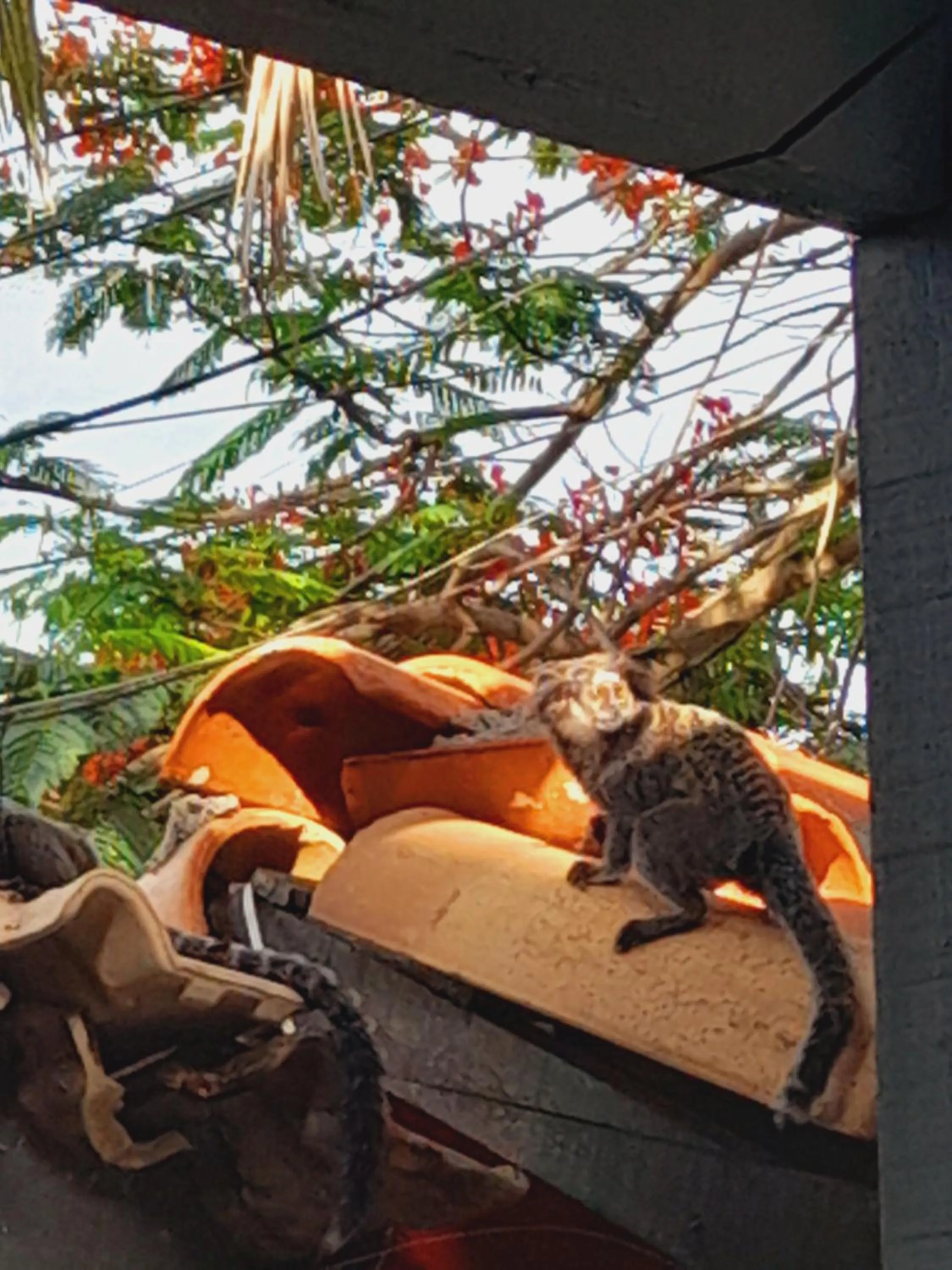 Garden in Pousada Flora Búzios