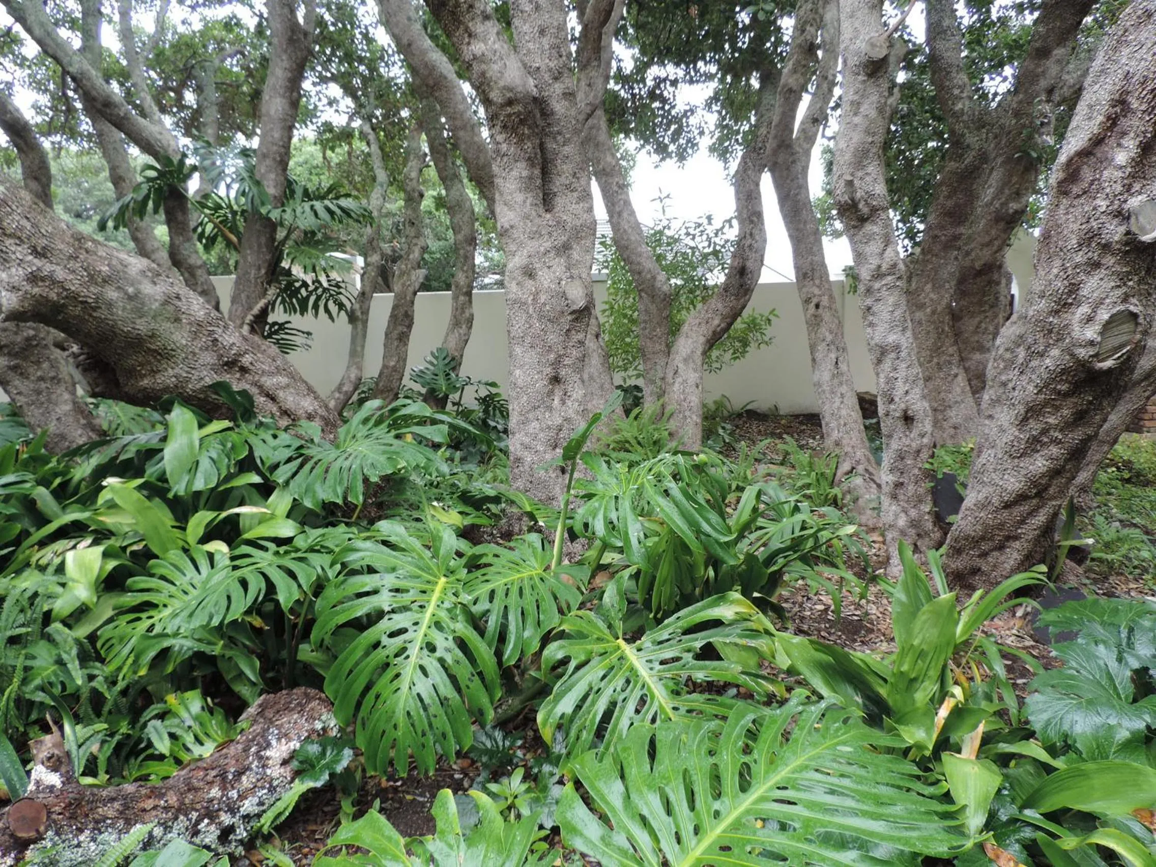 Garden in Milkwood Lodge