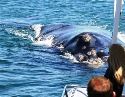 Animals in Milkwood Lodge