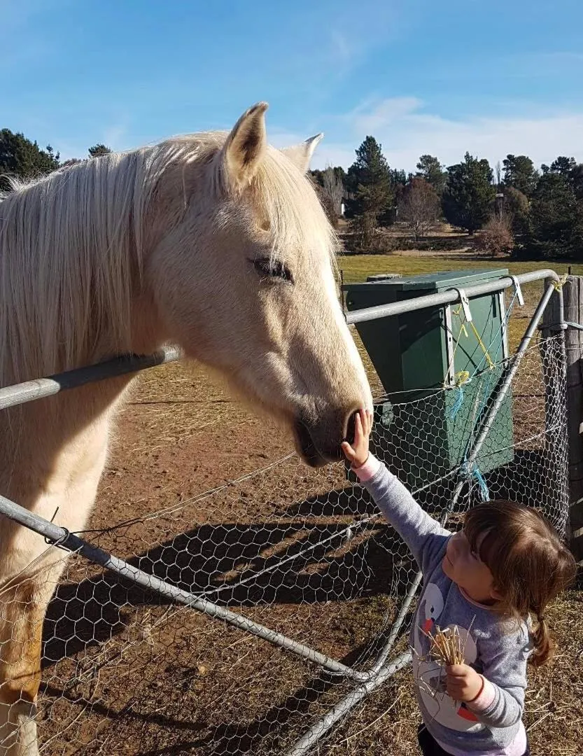 Animals in ALPINE COUNTRY MOTEL plus FREE COFFEE