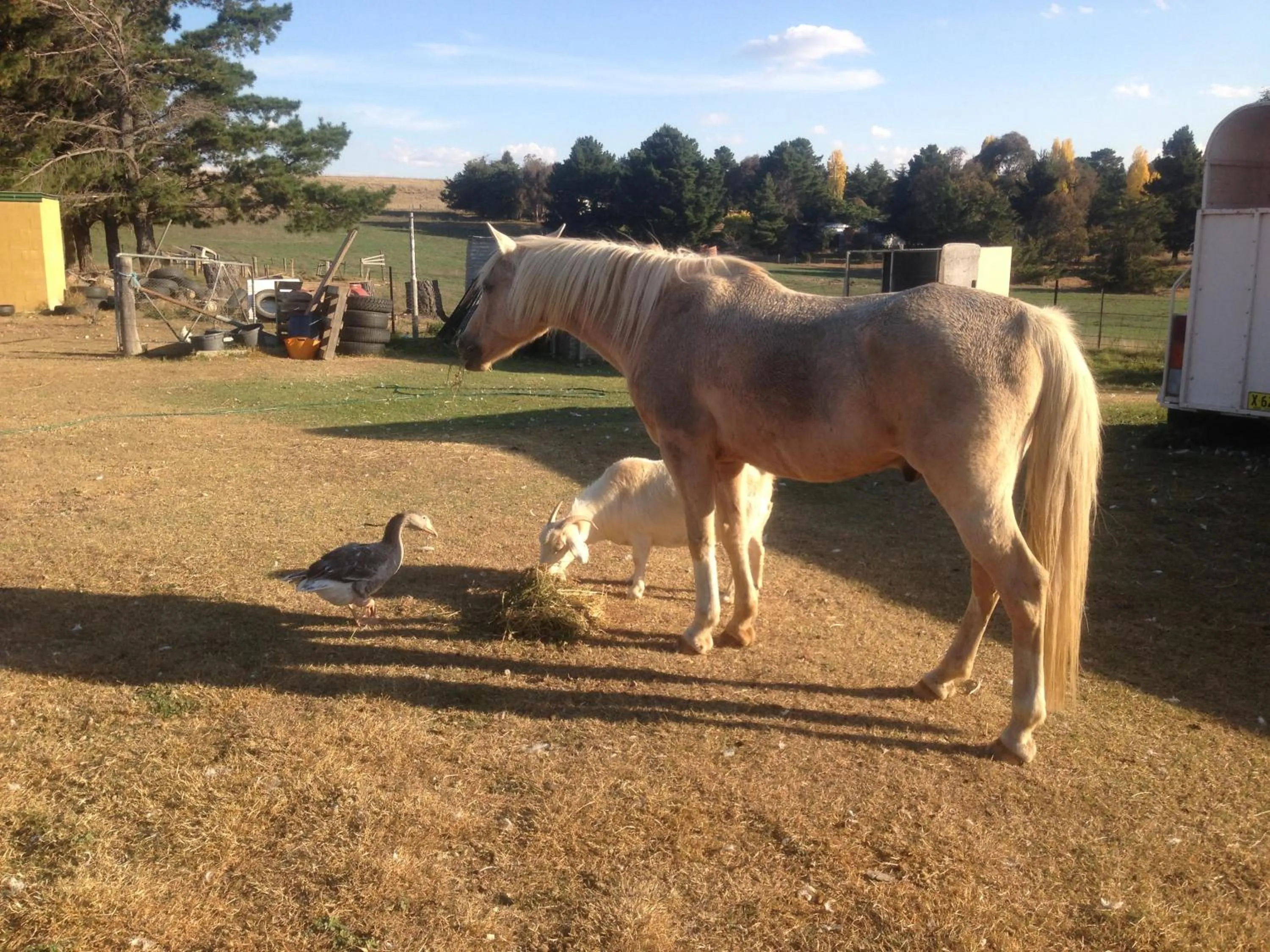 Day in ALPINE COUNTRY MOTEL plus FREE COFFEE