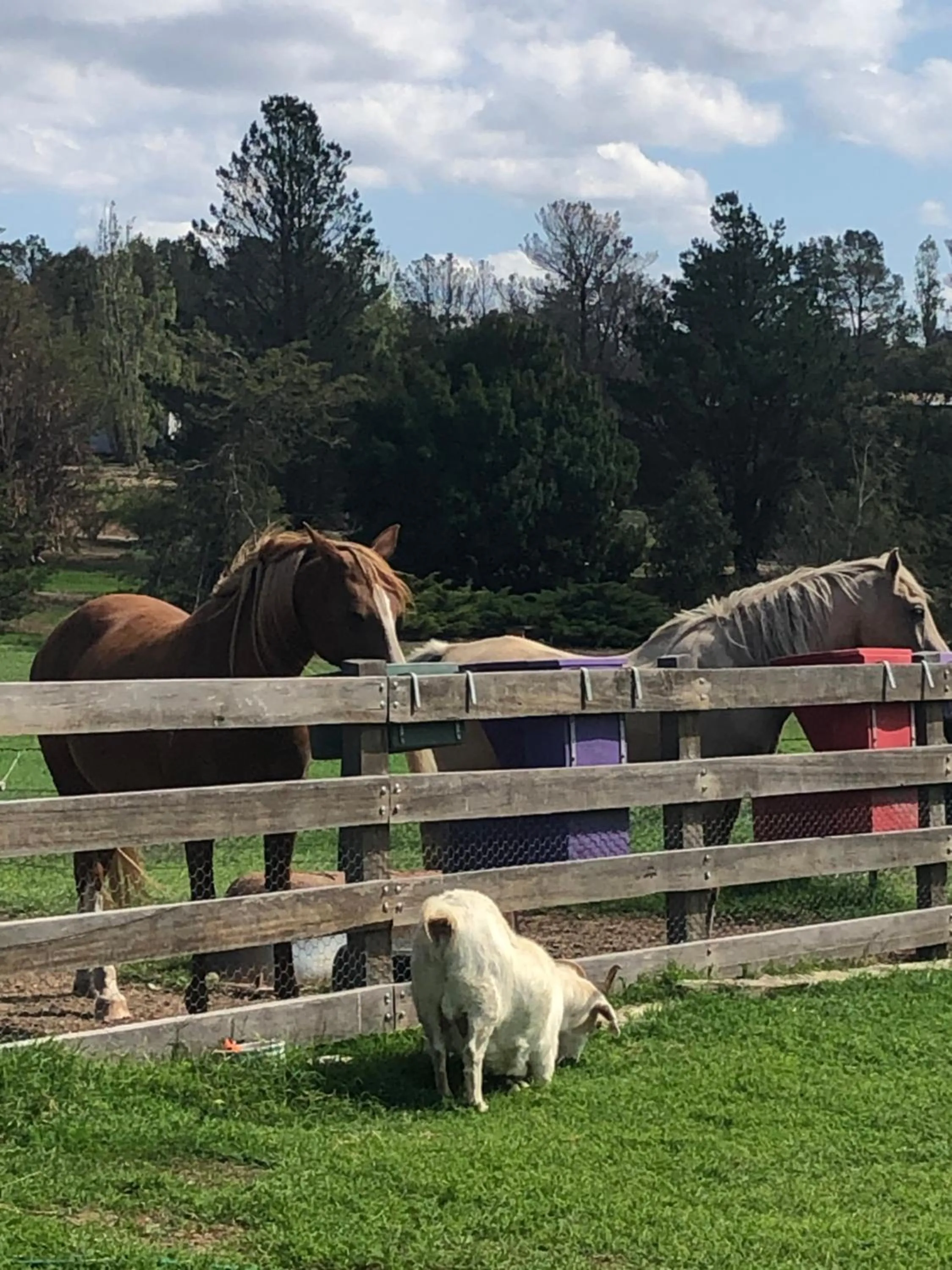 Animals in ALPINE COUNTRY MOTEL plus FREE COFFEE