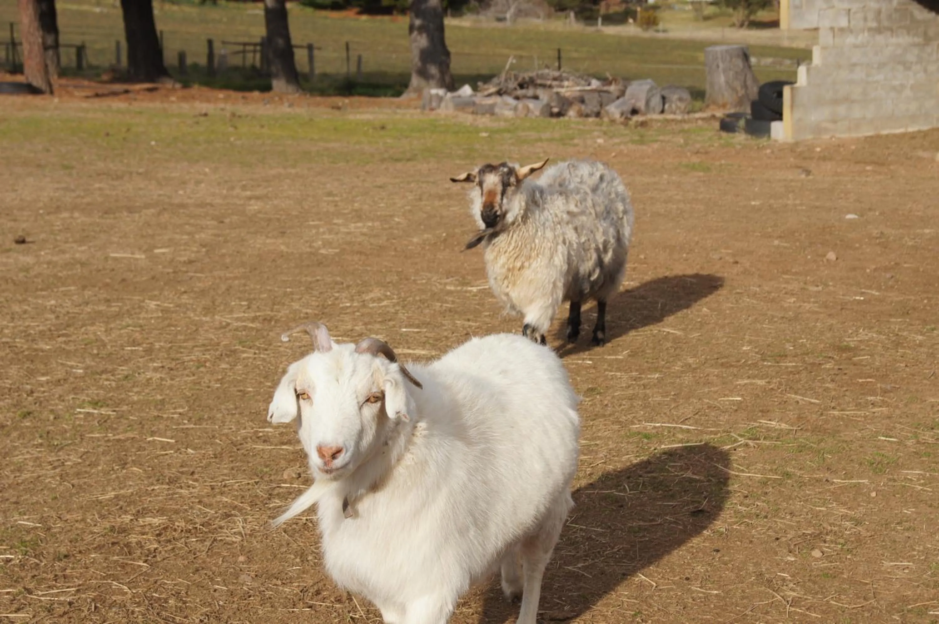 Day in ALPINE COUNTRY MOTEL plus FREE COFFEE