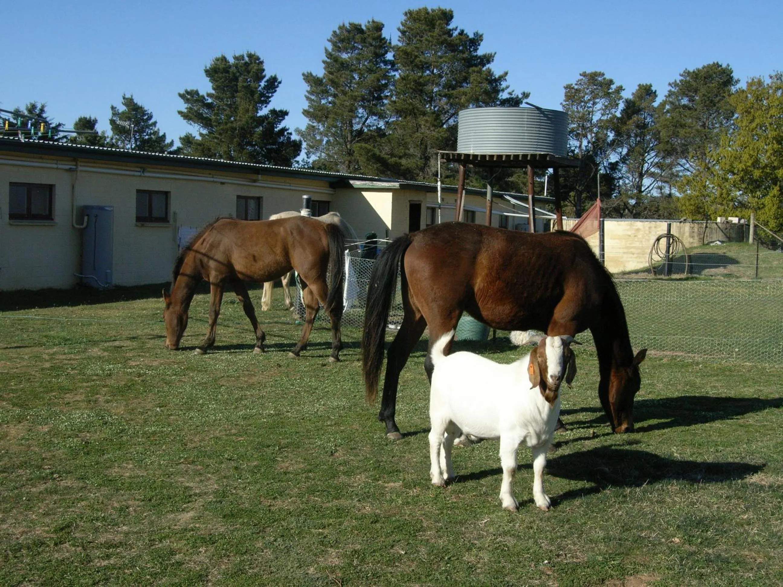 Day in ALPINE COUNTRY MOTEL plus FREE COFFEE