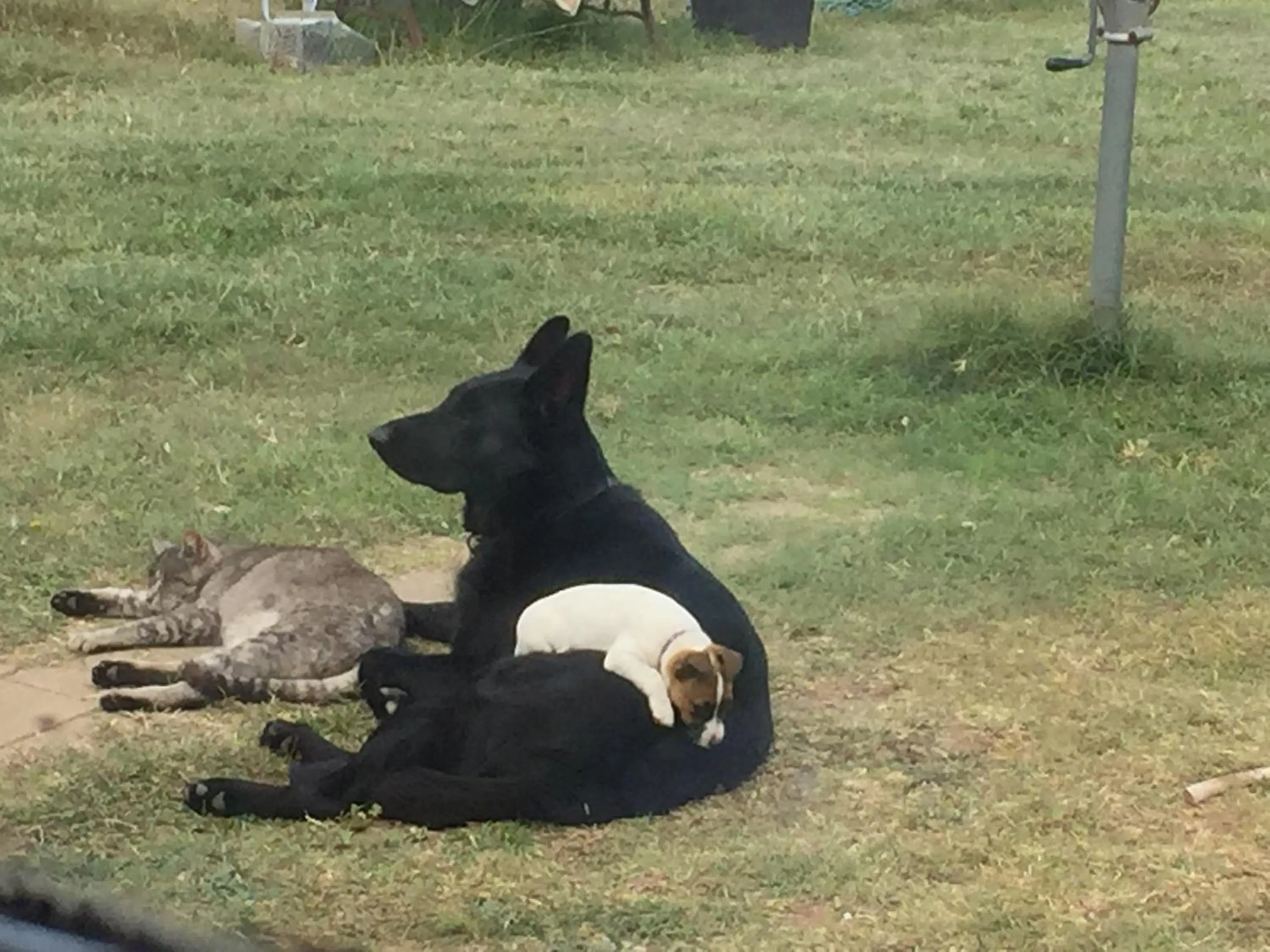 Garden in ALPINE COUNTRY MOTEL plus FREE COFFEE