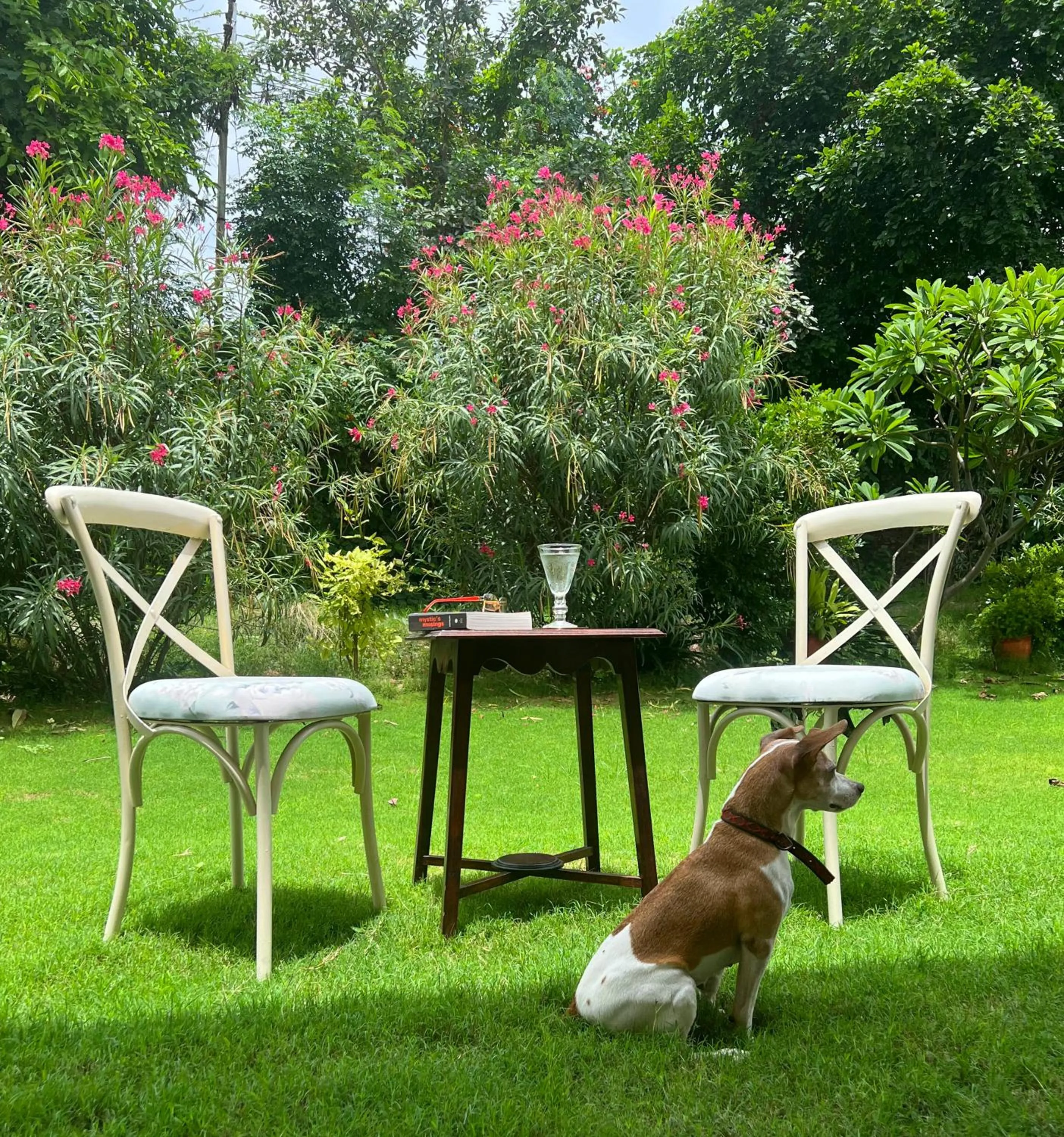 Pets in Dev Shree Deogarh