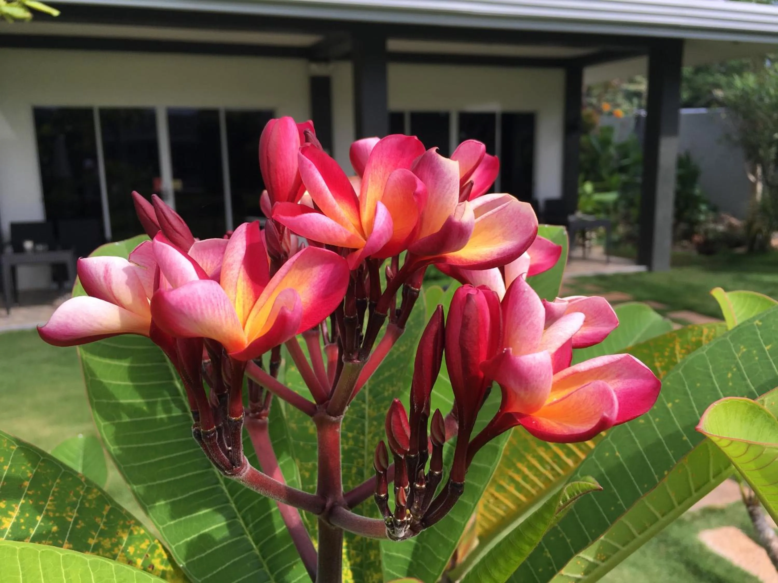 Garden in Alona Royal Palm Resort