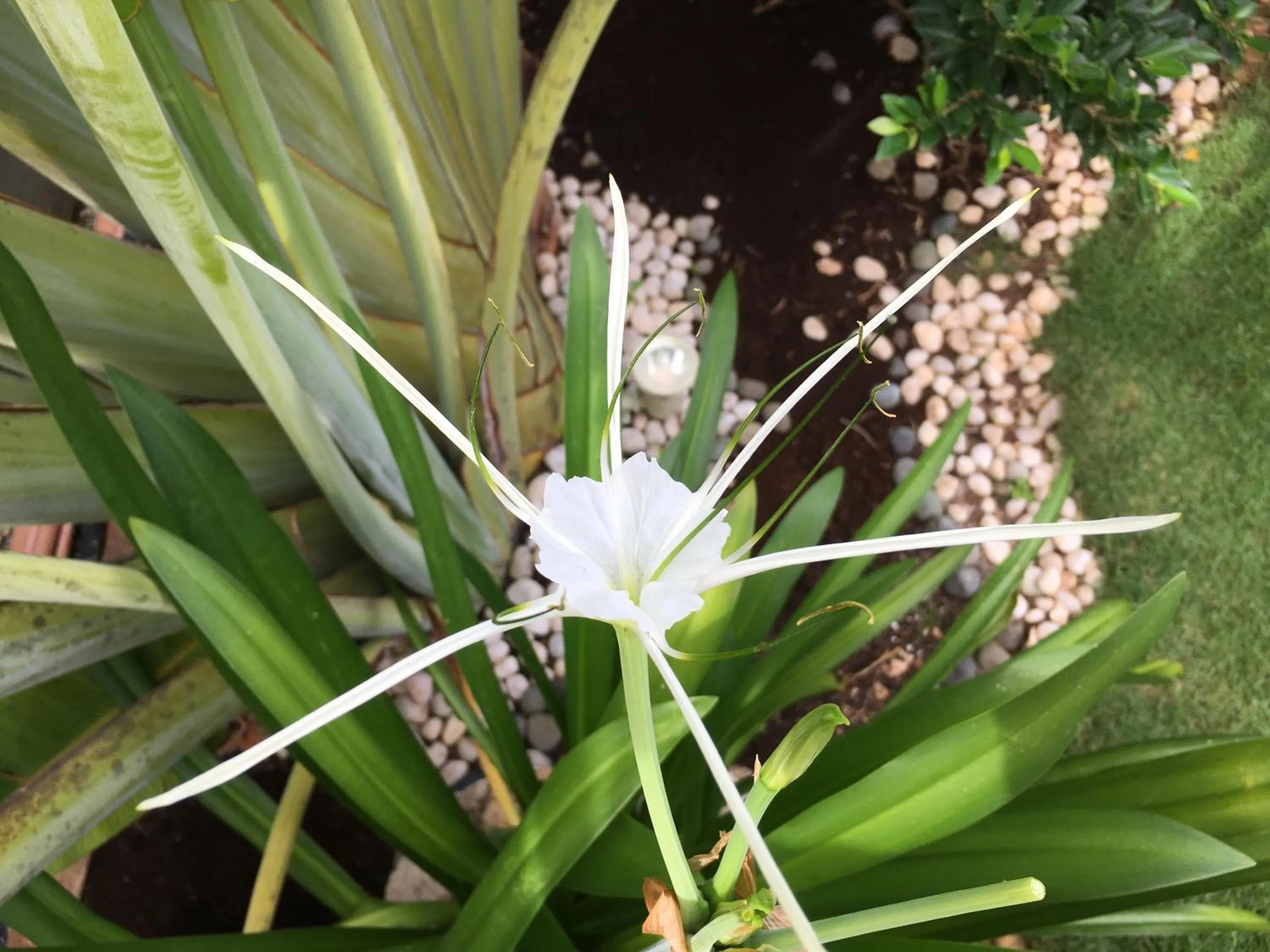 Garden in Alona Royal Palm Resort