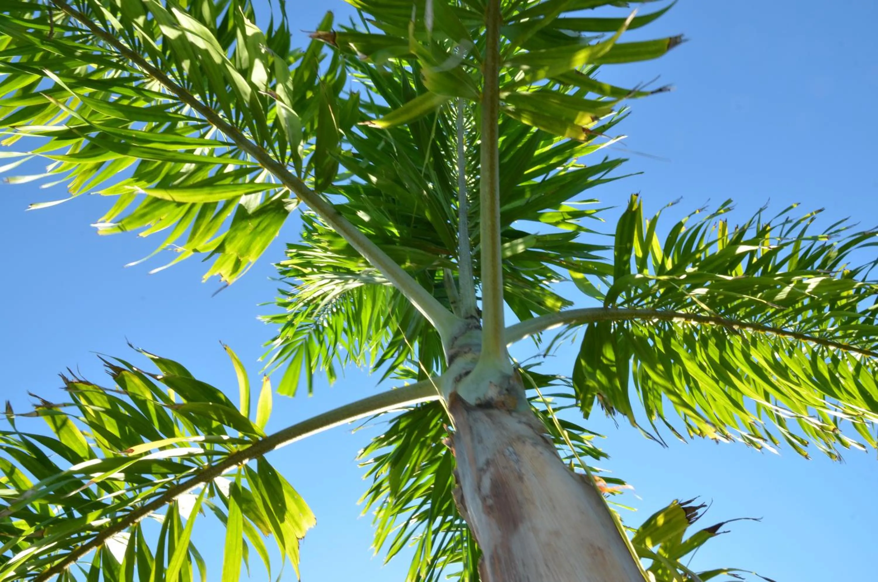 Garden in Alona Royal Palm Resort