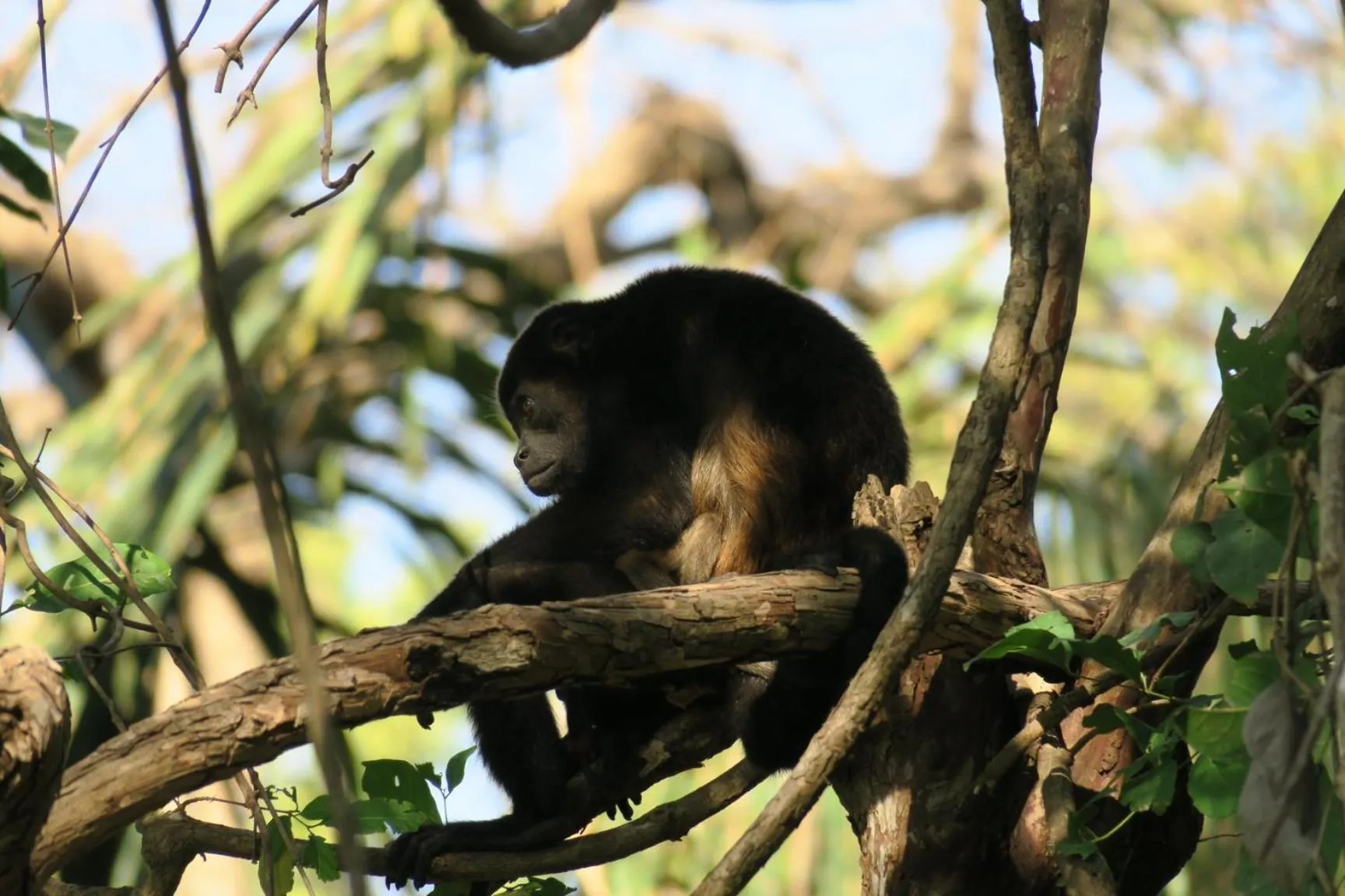 Garden in Olas Verdes Hotel