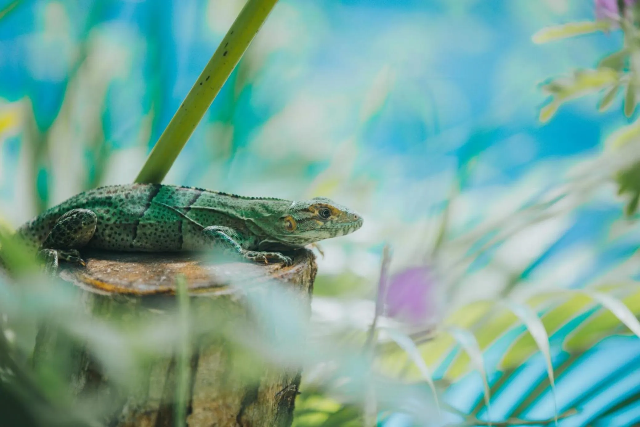 Garden in Olas Verdes Hotel
