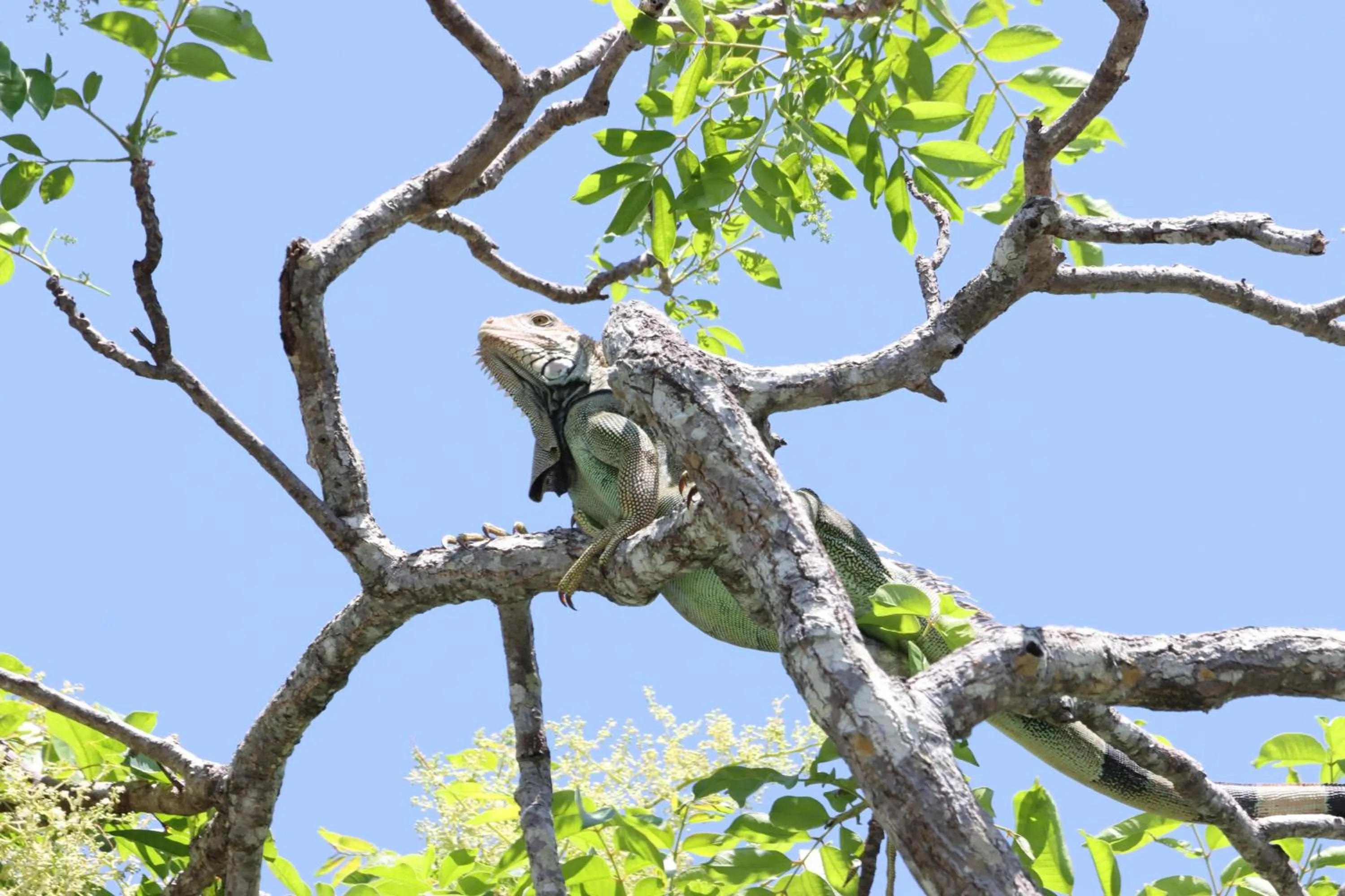 Garden in Olas Verdes Hotel