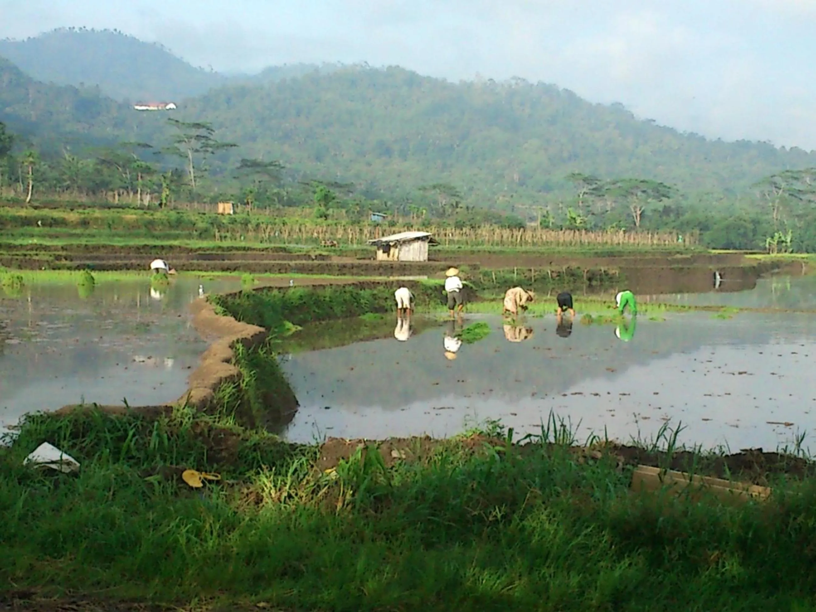 Day in Griya Harja Homestay