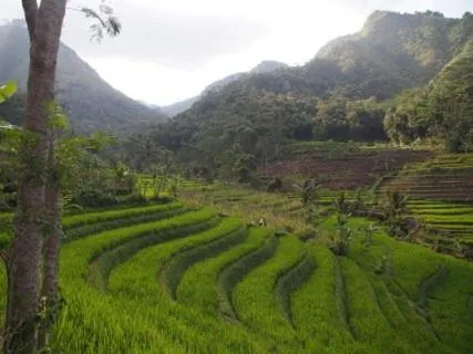 Natural landscape in Griya Harja Homestay