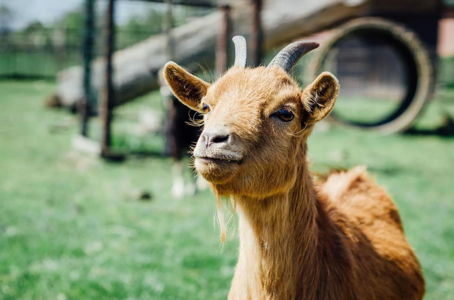 Animals in Boertel Lamperse Hei