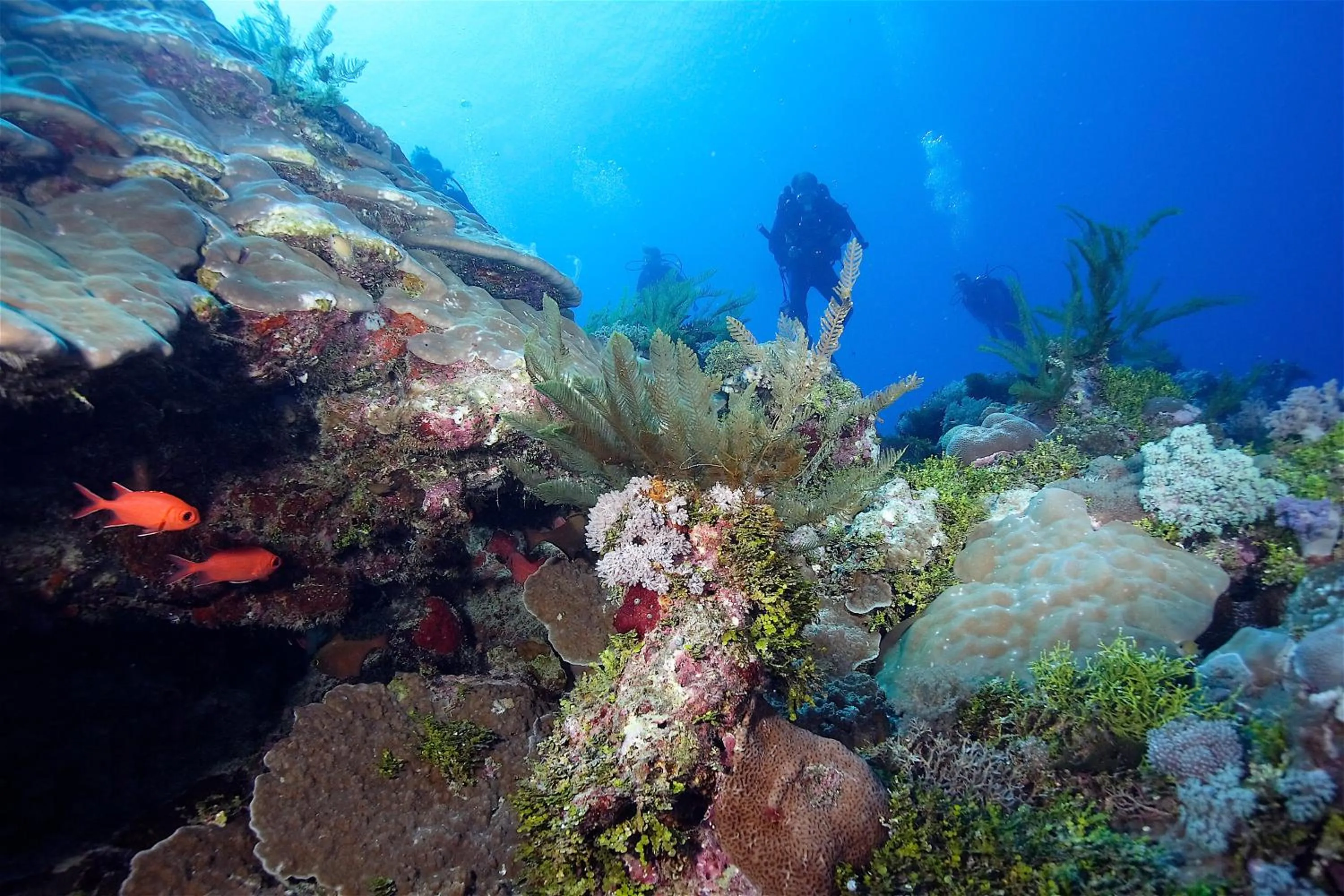 Diving in Le Jardin Maore