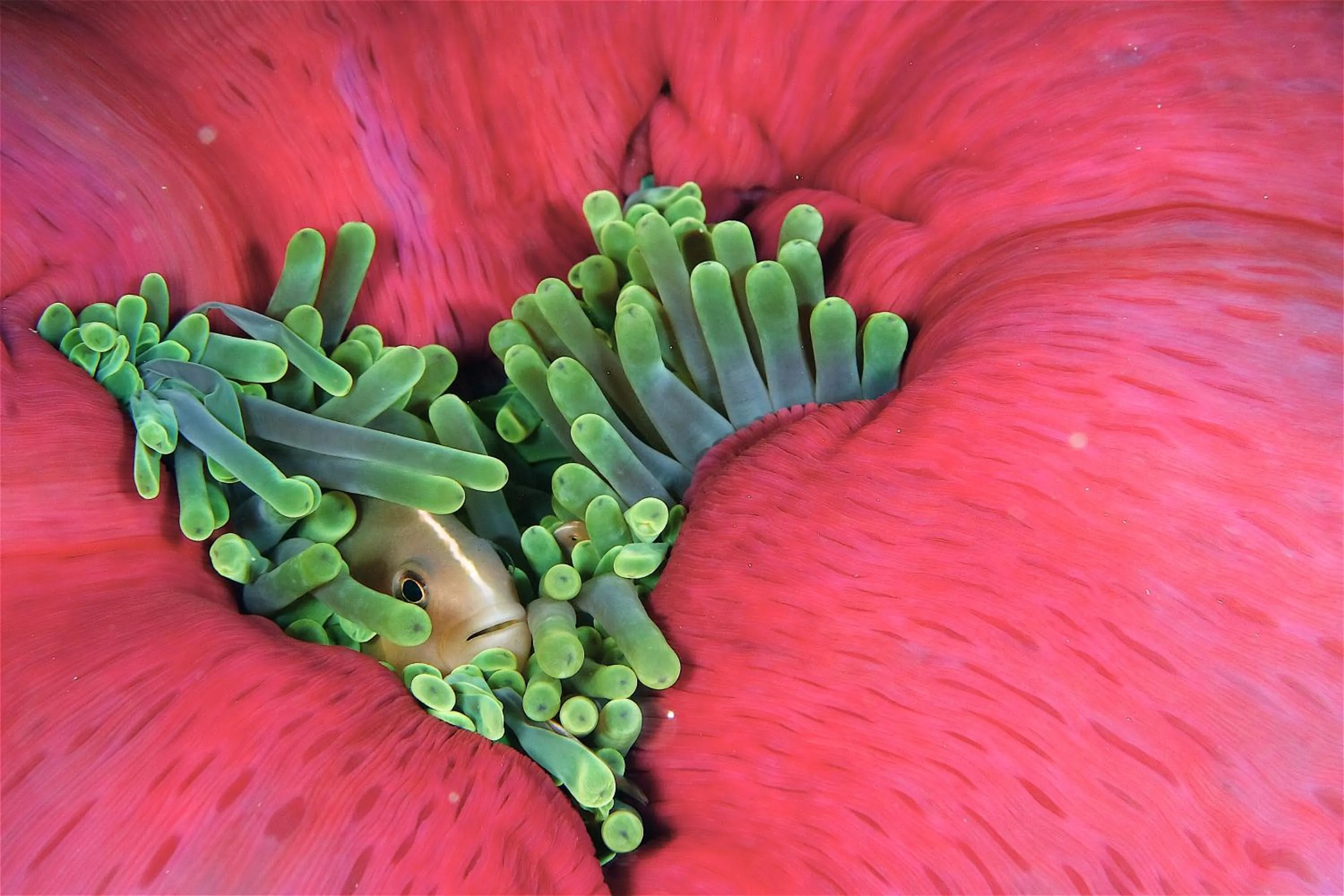 Diving in Le Jardin Maore