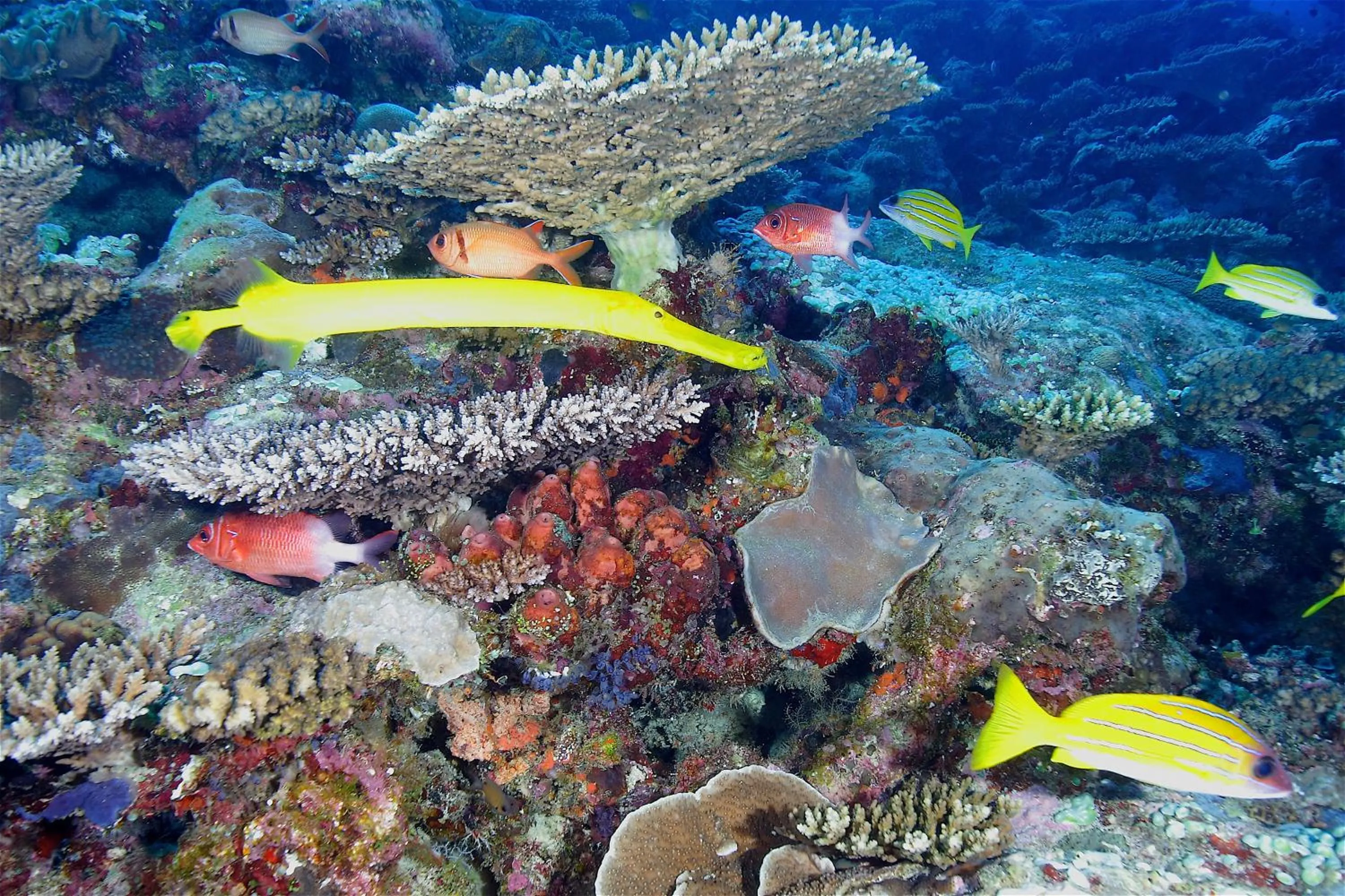 Diving in Le Jardin Maore