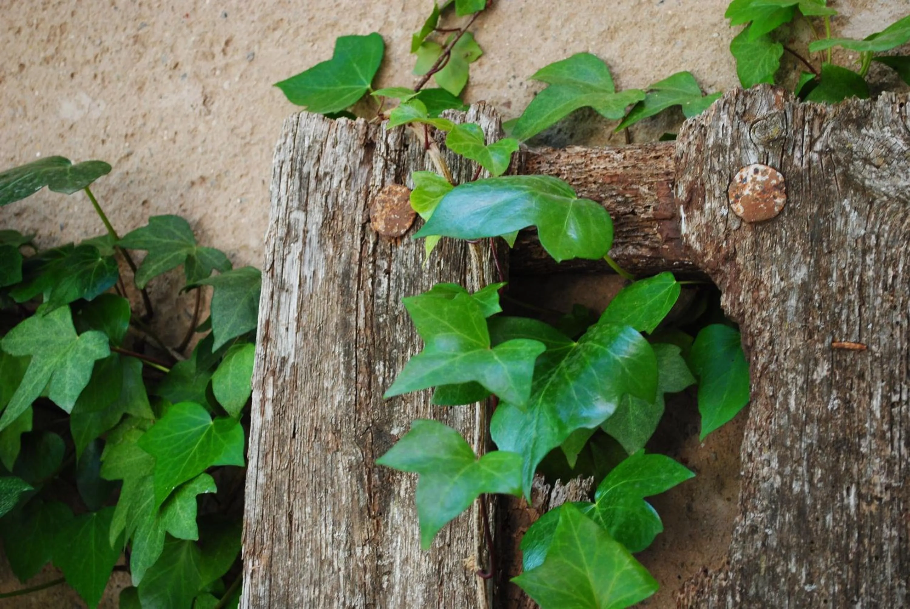 Decorative detail in Masia El Canalot - Molí Del Pont