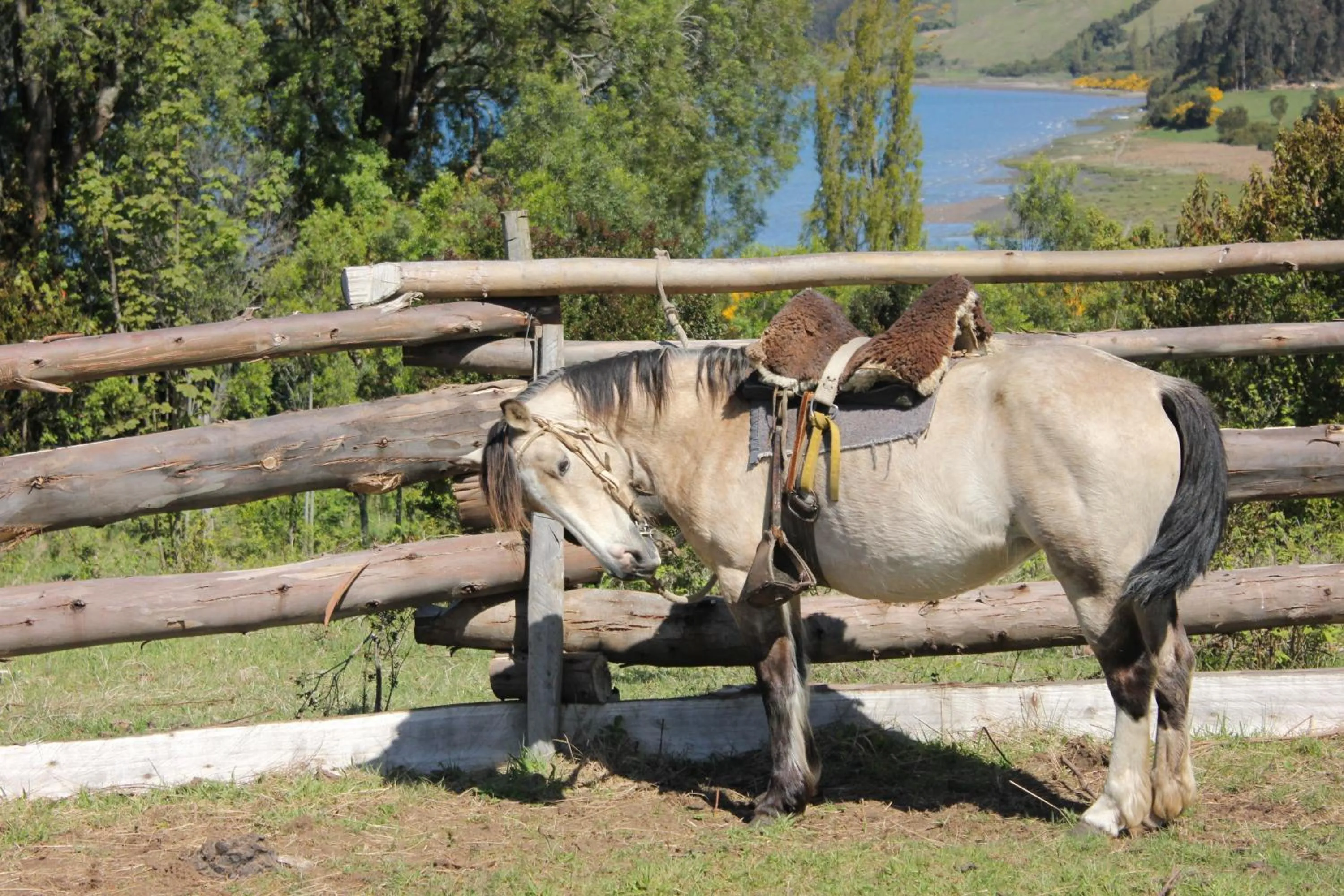 Day in Refugio Pullao